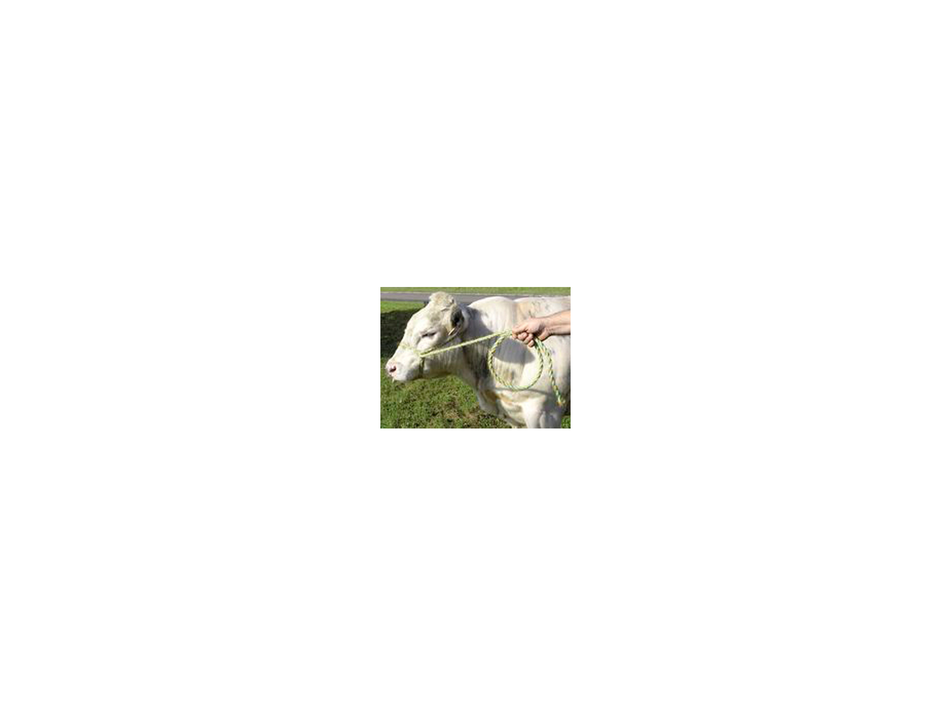 Longe KERBL mixte sisal/pp Ø13mm 2,20m