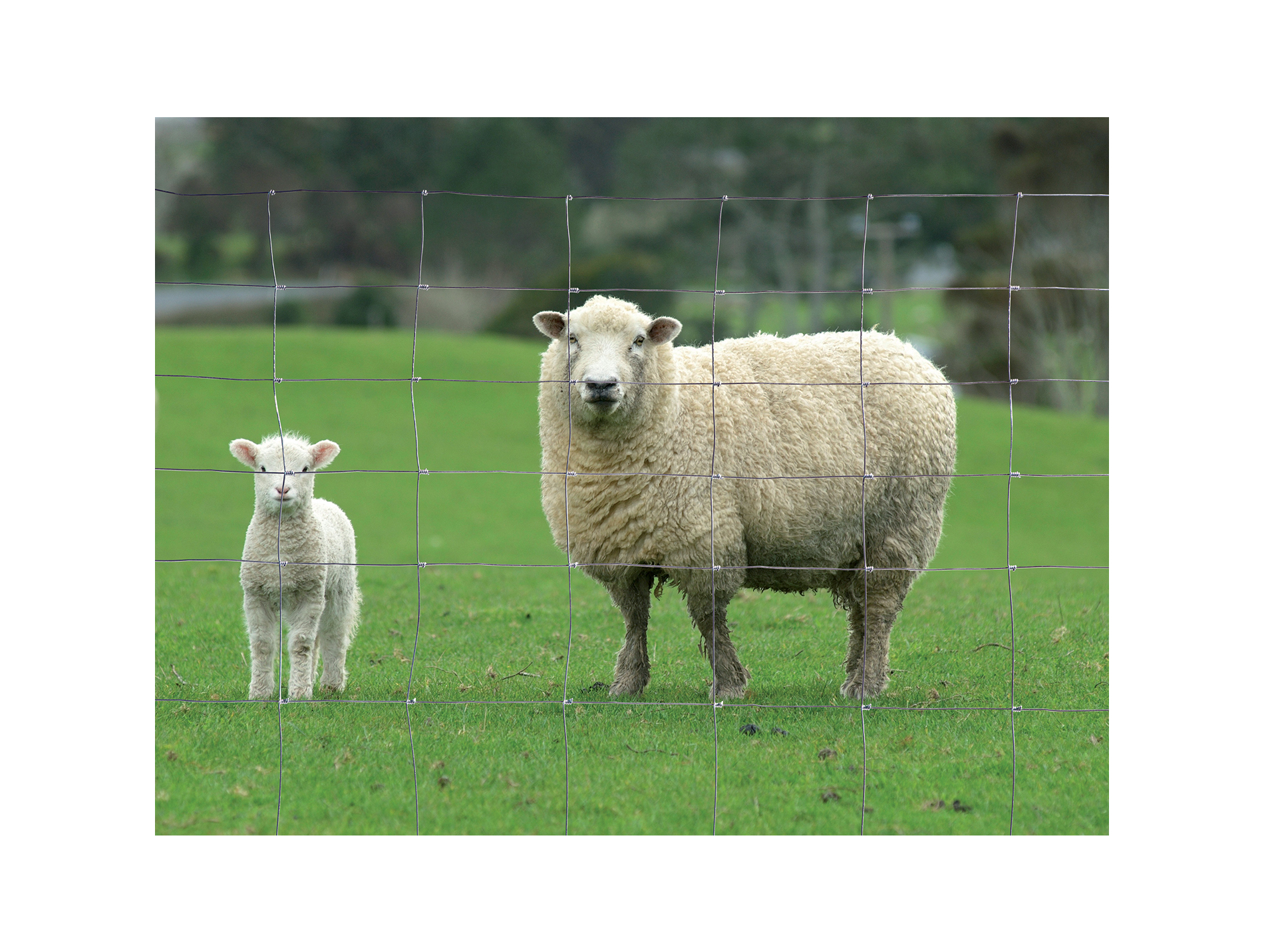 WAGNUS Mouton Émeraude Grillage noué léger HJ H1,20m 10 fils maille 15cm L50m | Espace