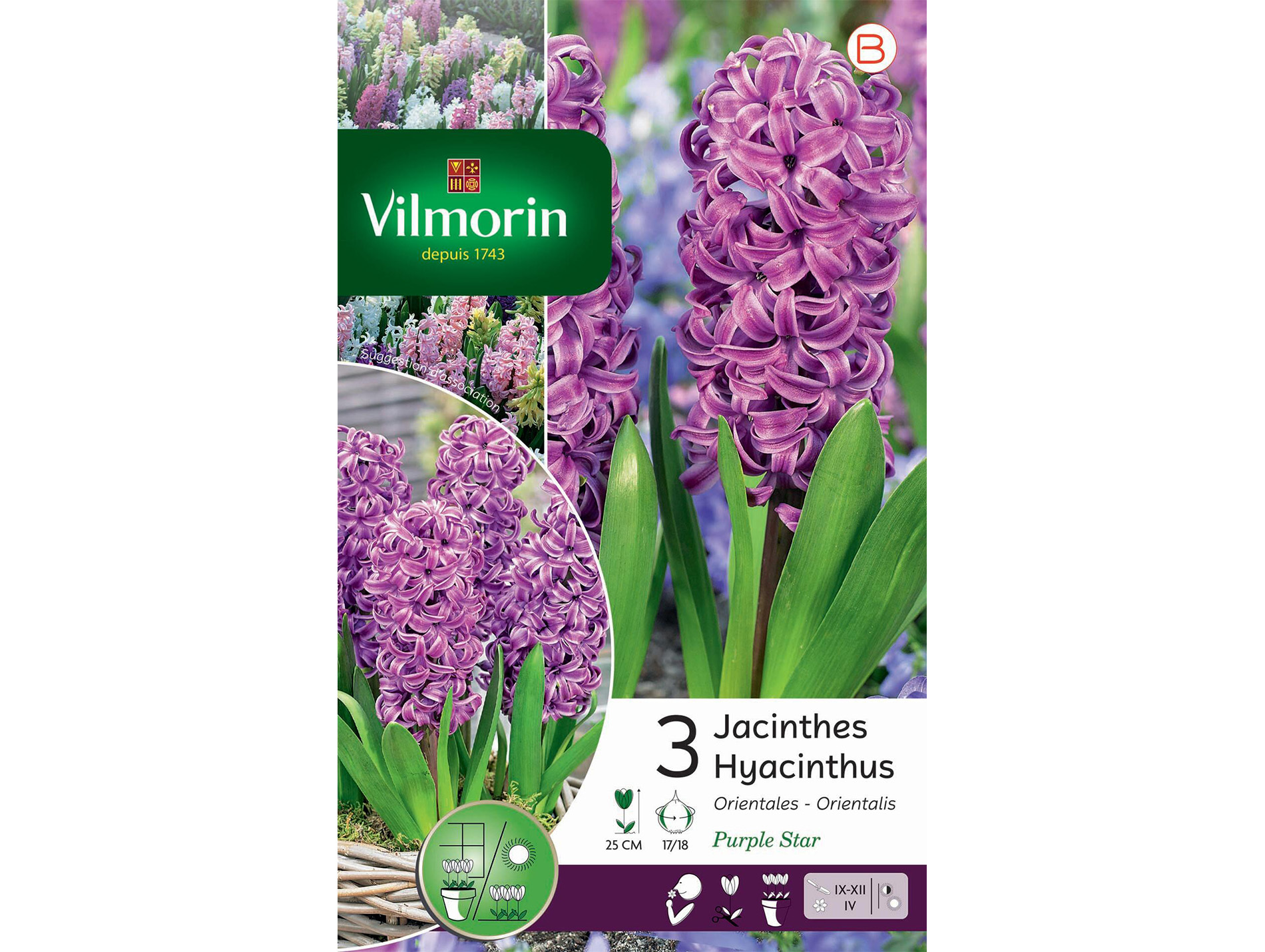 Jacinthe Purple Star VILMORIN Série B