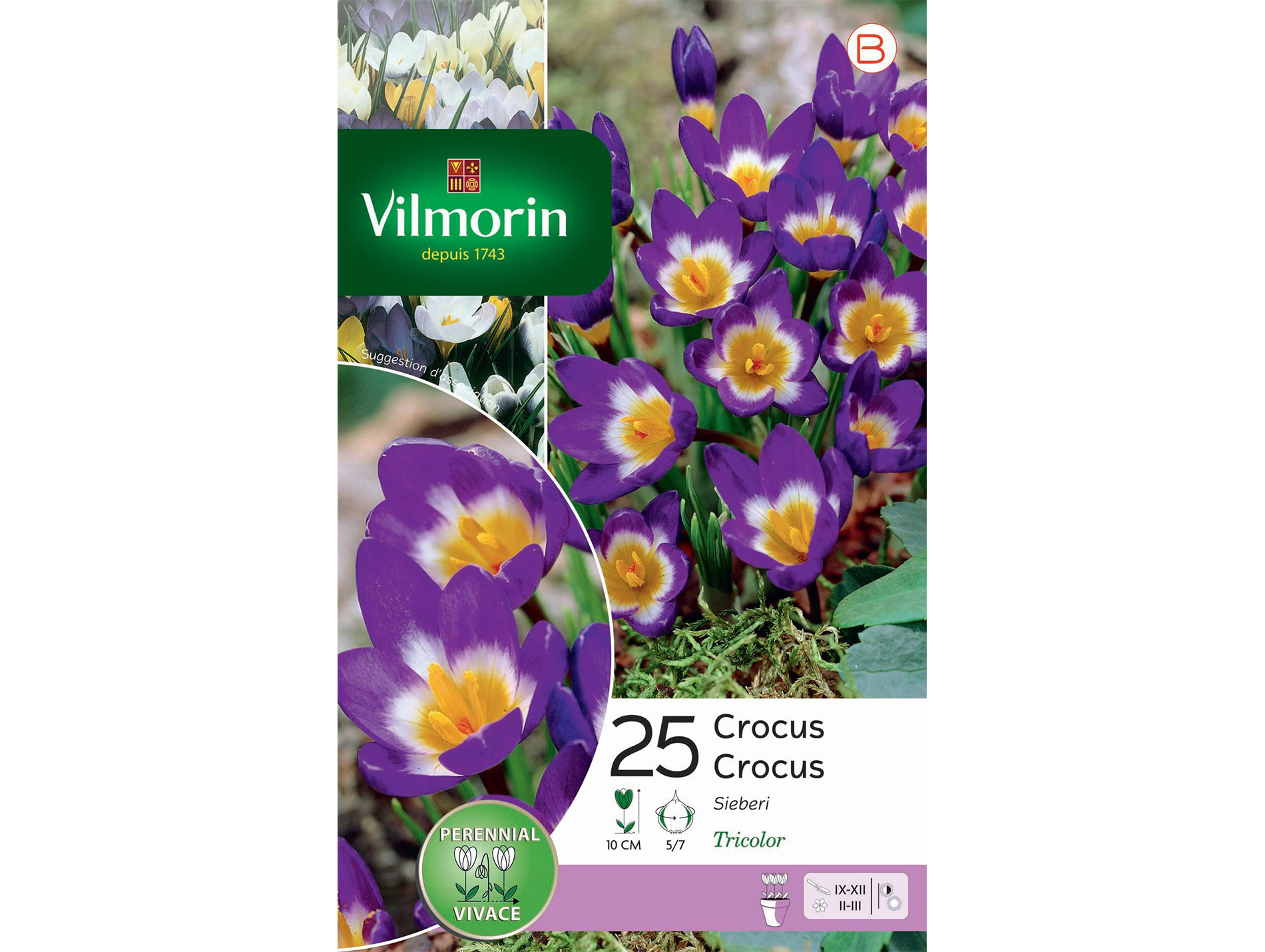 Crocus Sieberi VILMORIN Série B