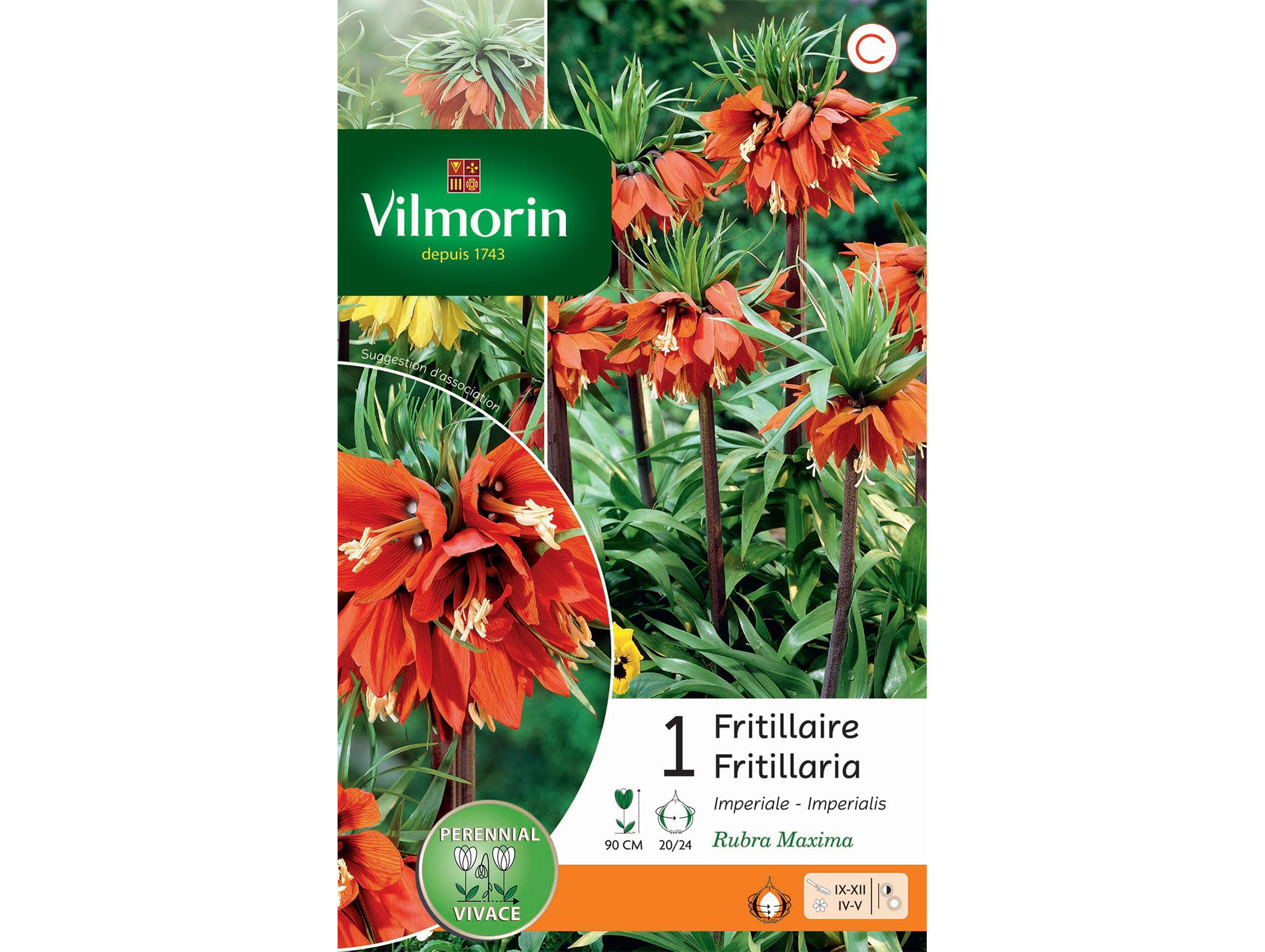Fritillaire Imperialis Rubra VILMORIN Série C