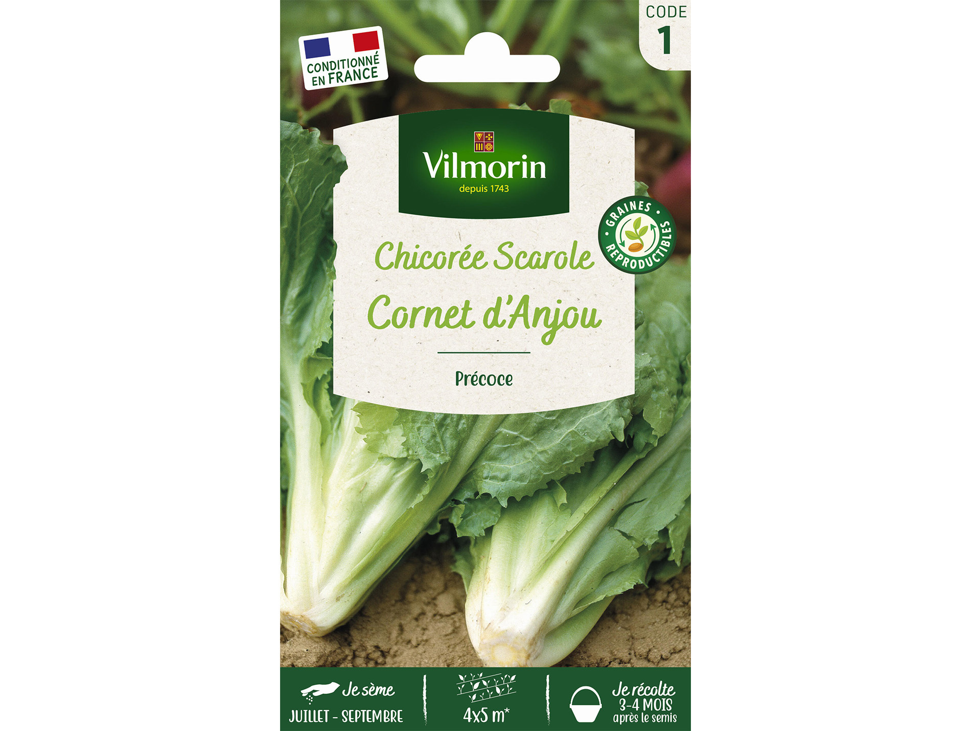 Chicorée Scarole cornet d'Anjou VILMORIN Série 1