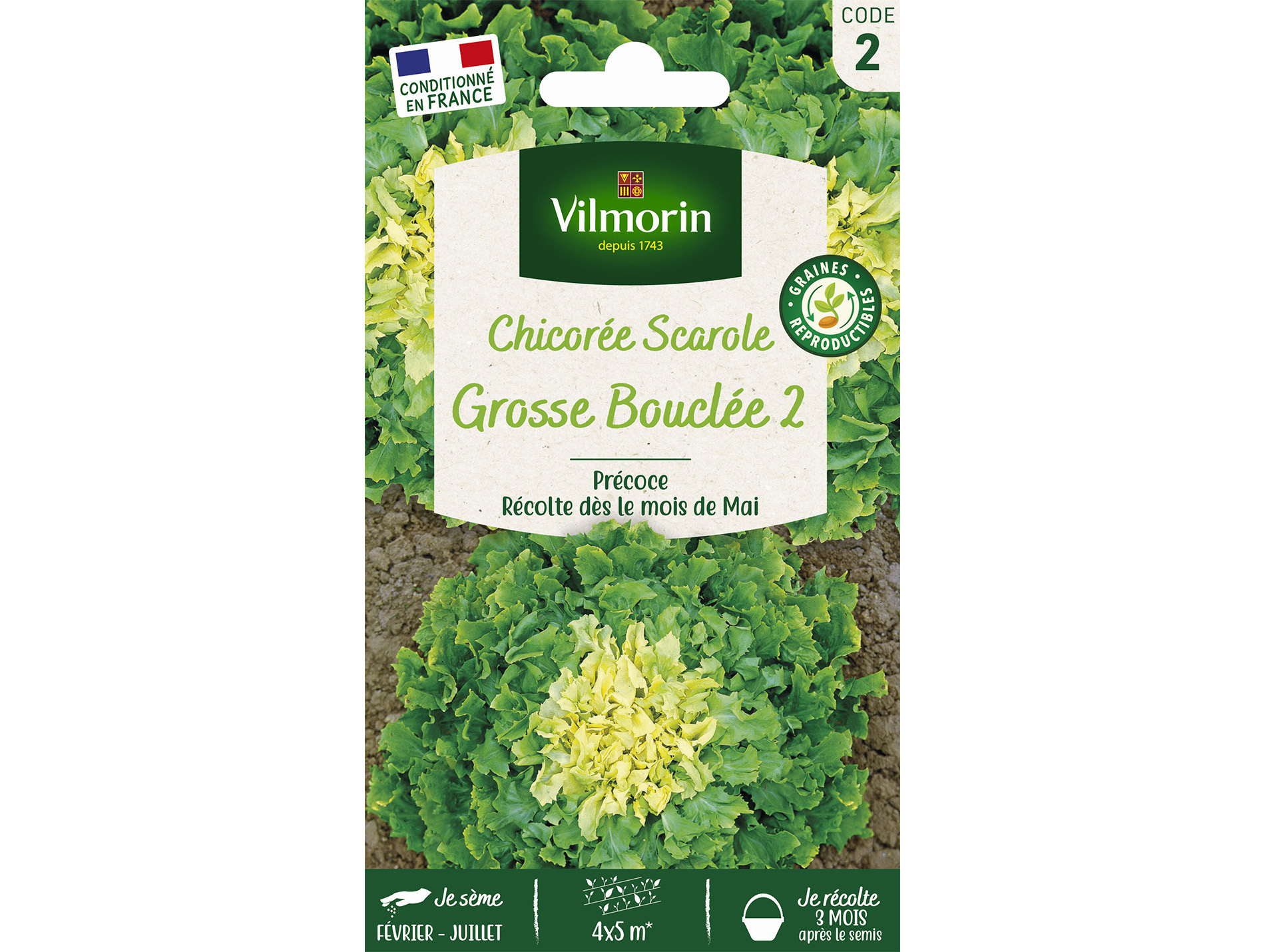 Chicorée Scarole Grosse Bouclée 2 VILMORIN Série 2