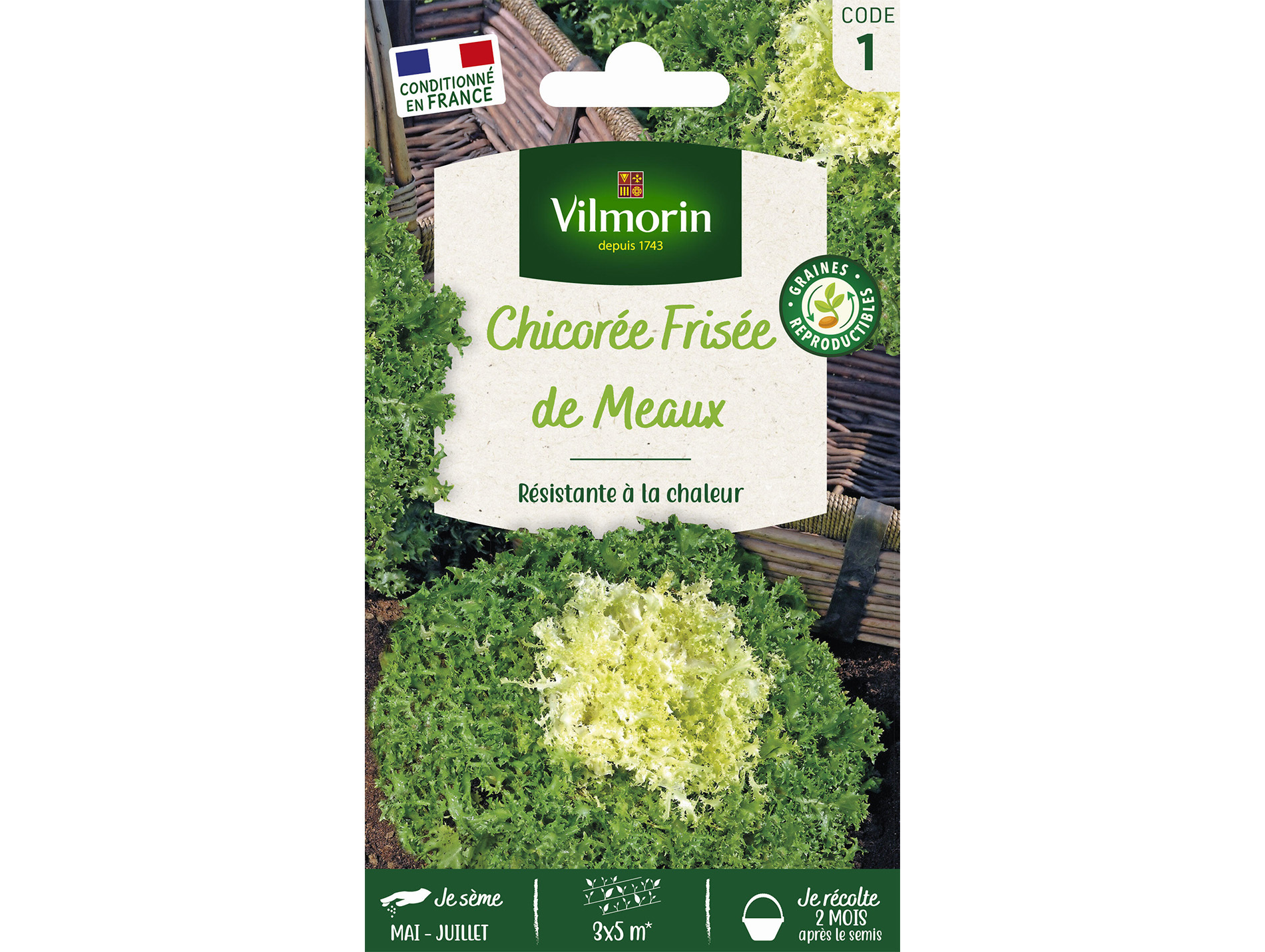 Chicorée frisée de Meaux VILMORIN Série 1