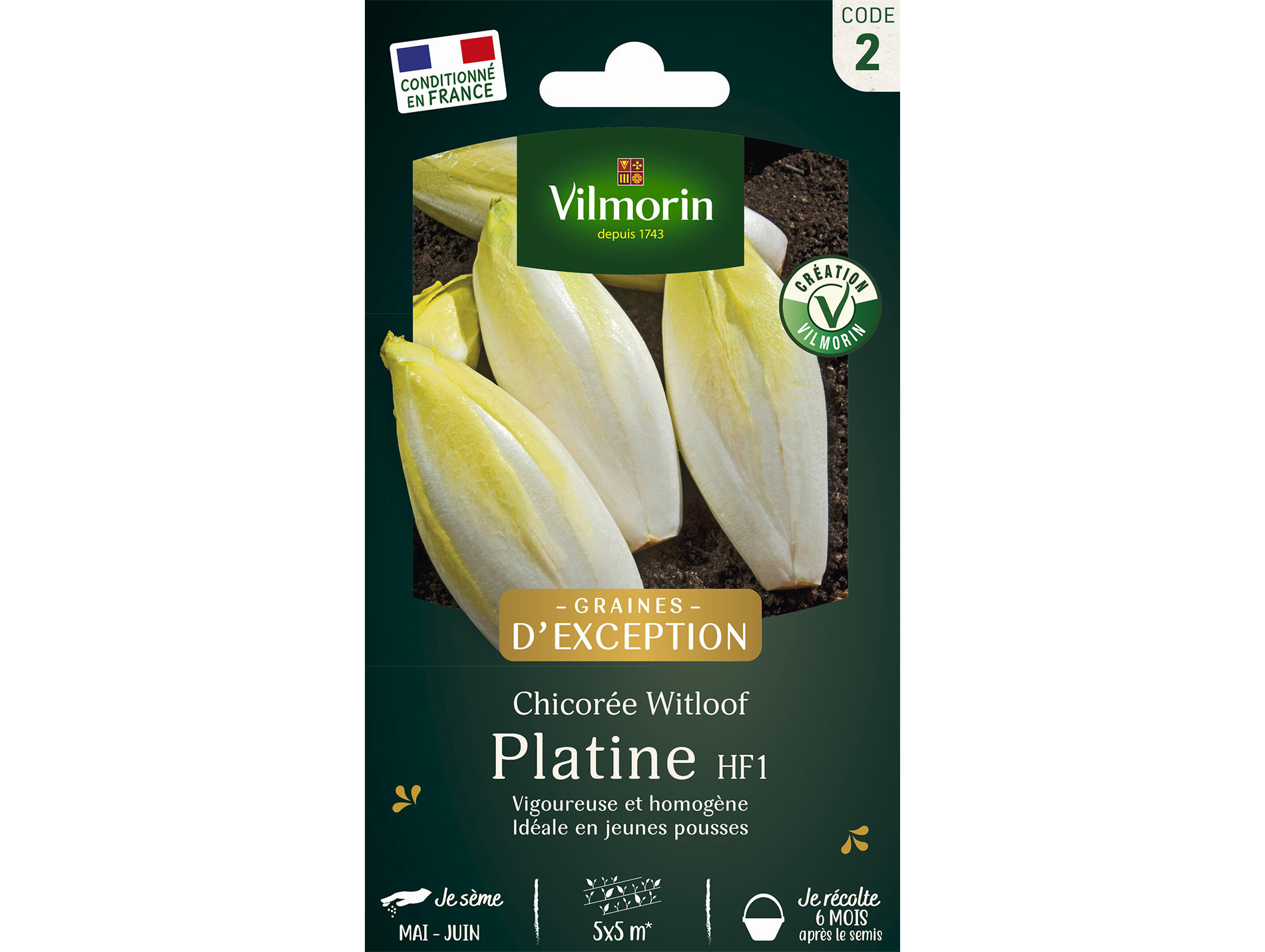 Chicorée Witloof endives de Bruxelles VILMORIN Série 2
