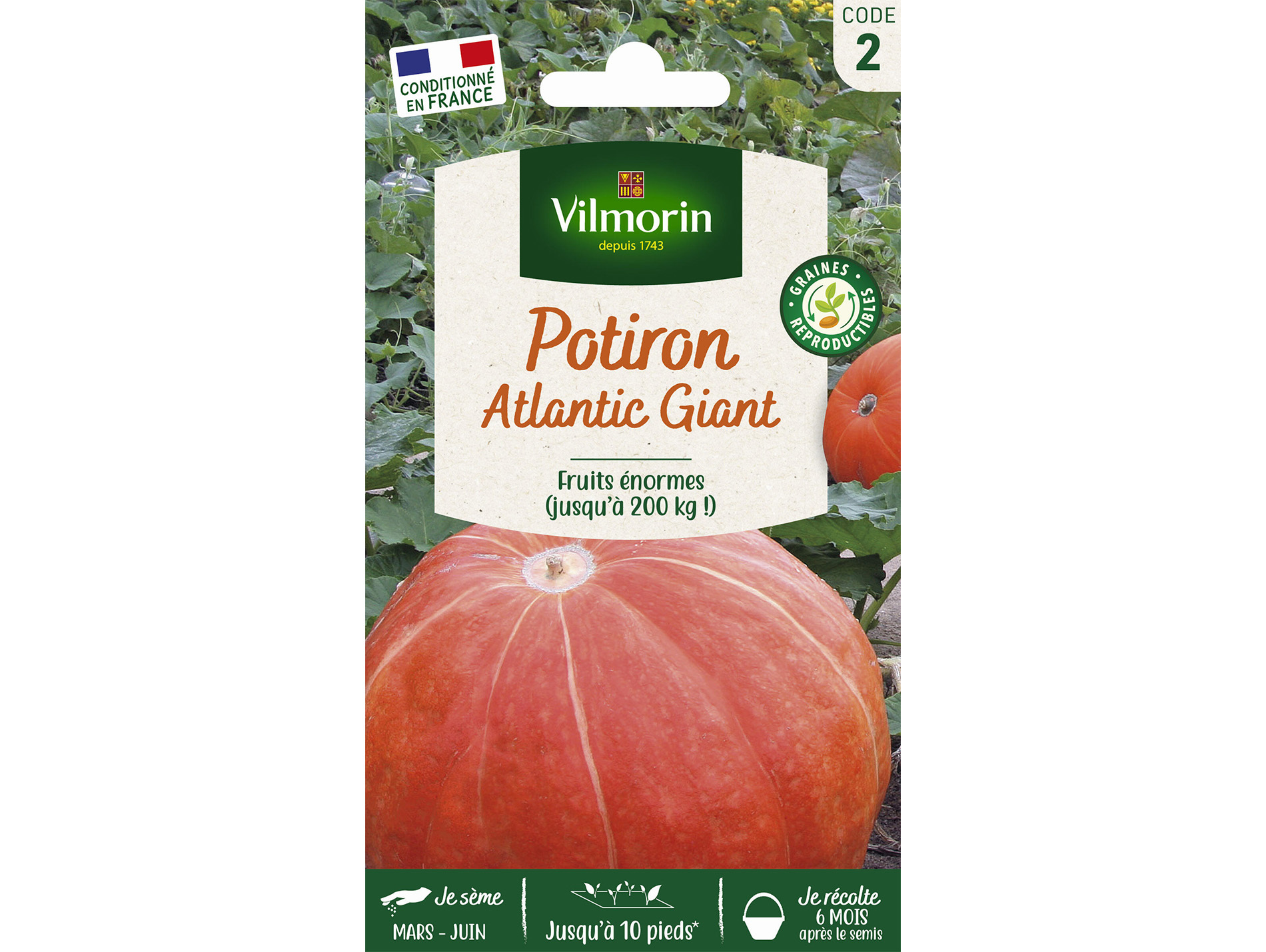 Potiron Atlantic Giant VILMORIN Série 2