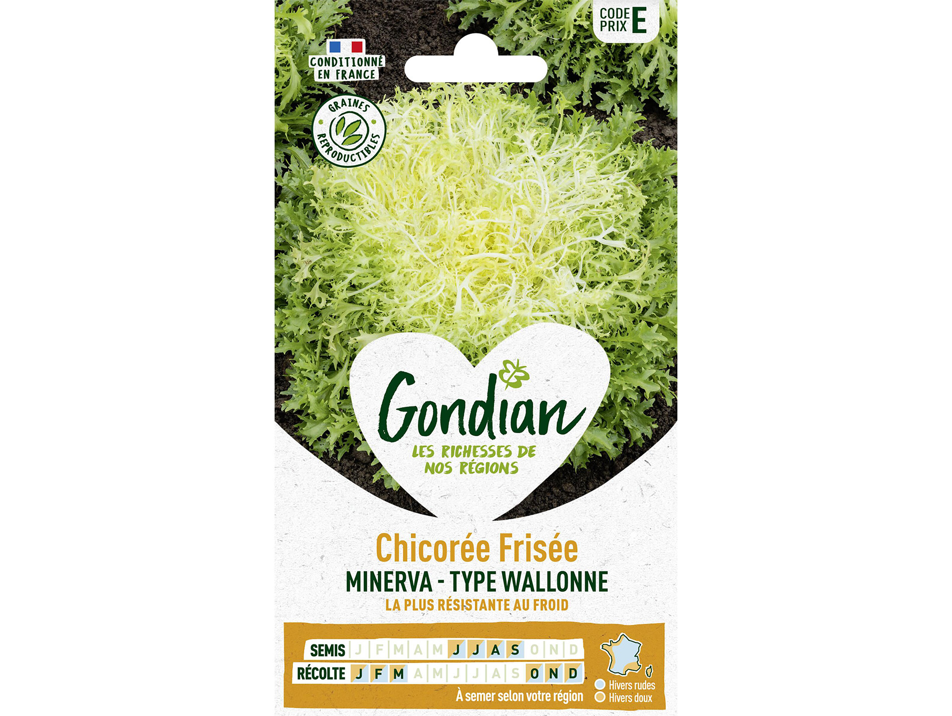 Chicorée Frisée Minerva GONDIAN Série E