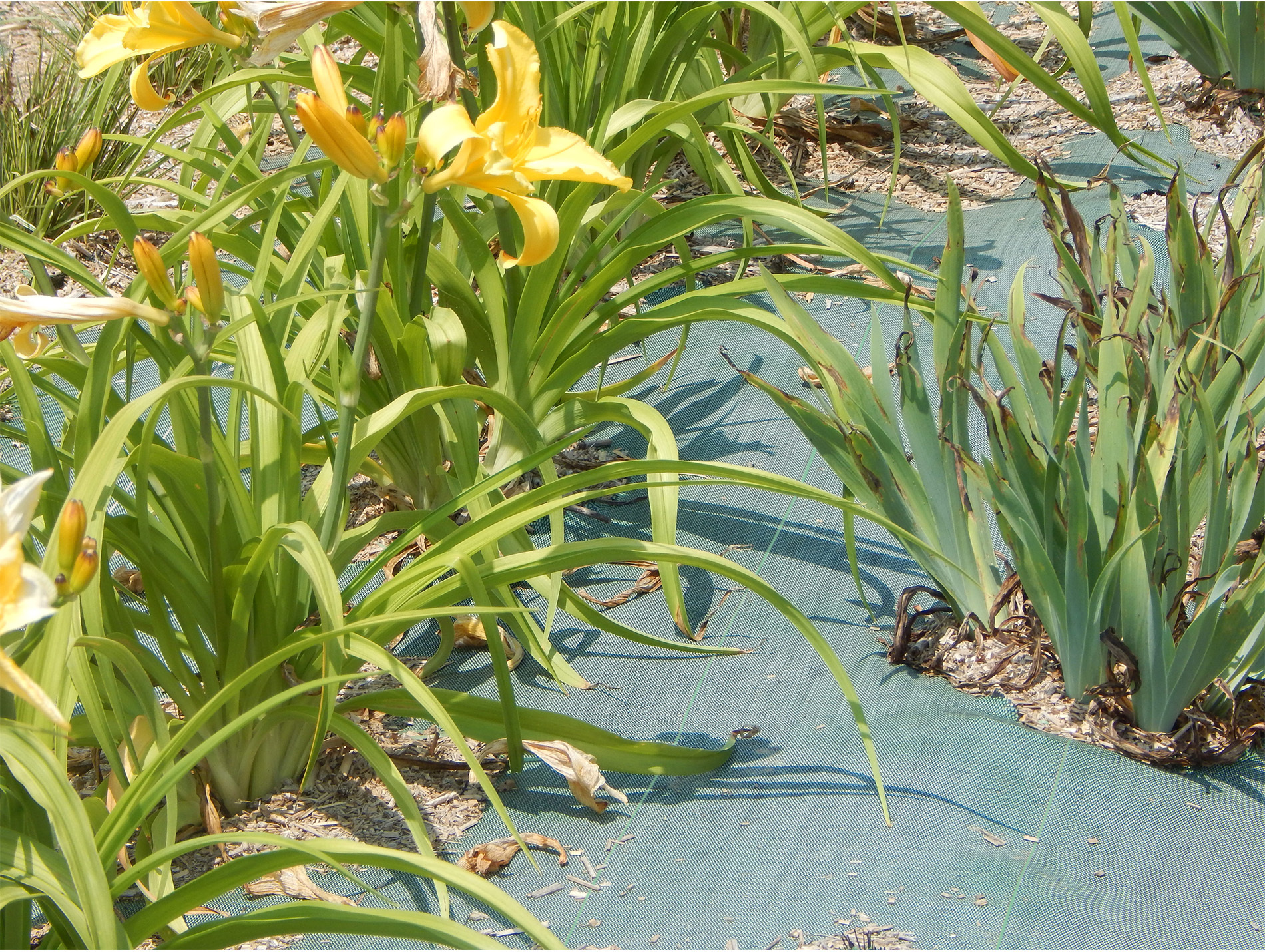 Toile de paillage JANY 1,25x10m polypropylène