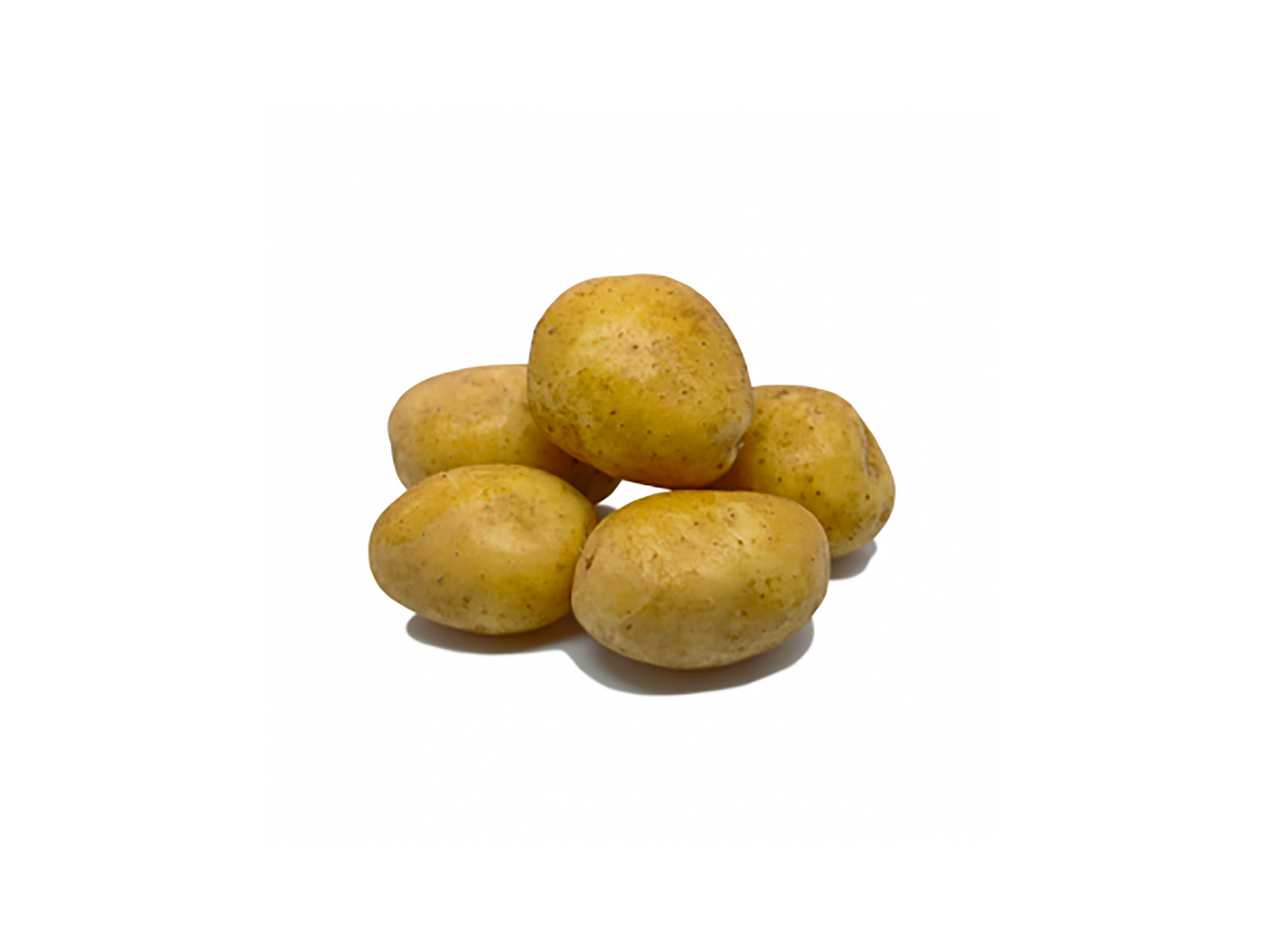 Plants de pommes de terre Agria 28/35 3kg