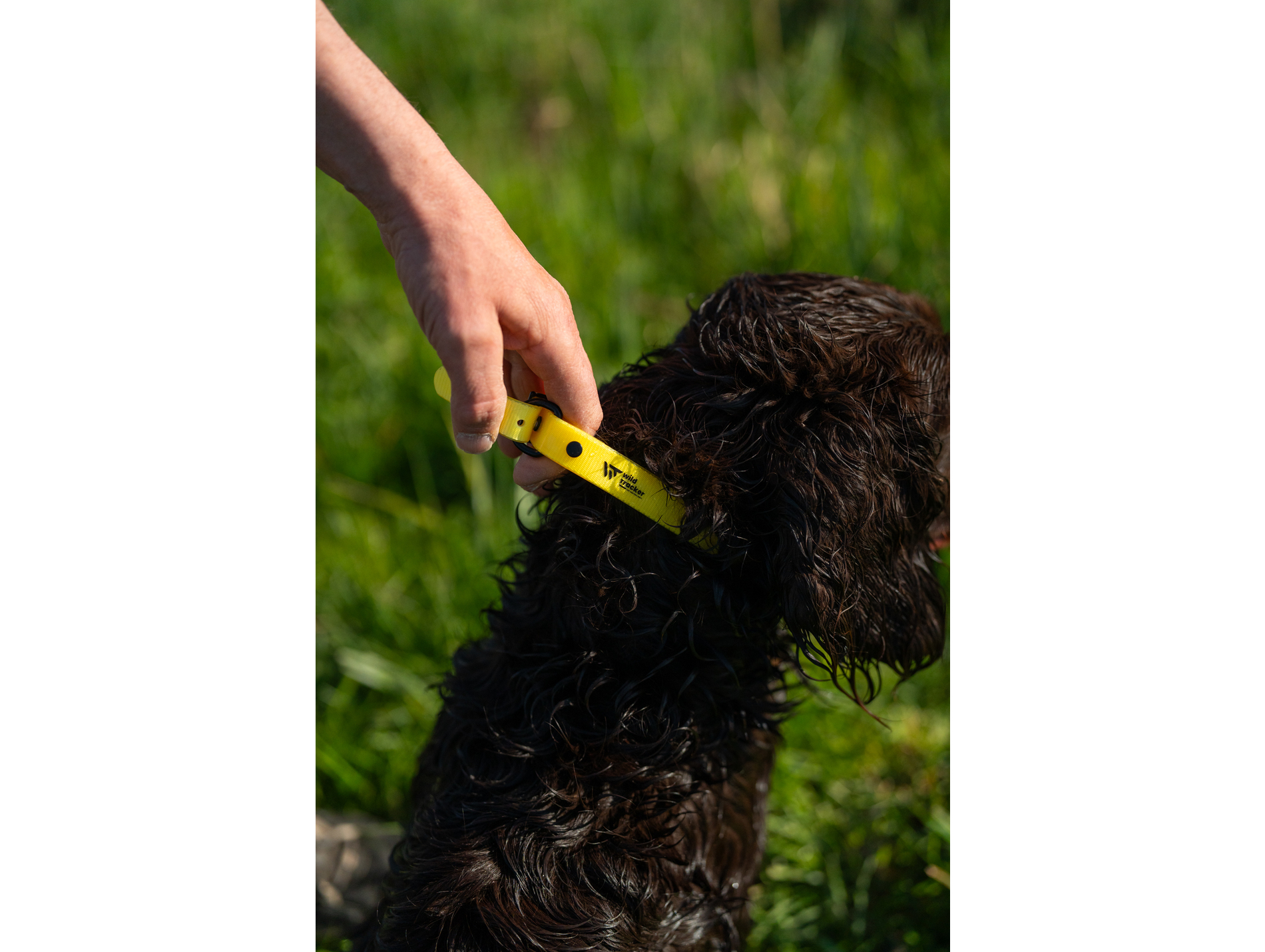 Collier WILD TRACKER X-Pert jaune 2.5x0.25x79cm