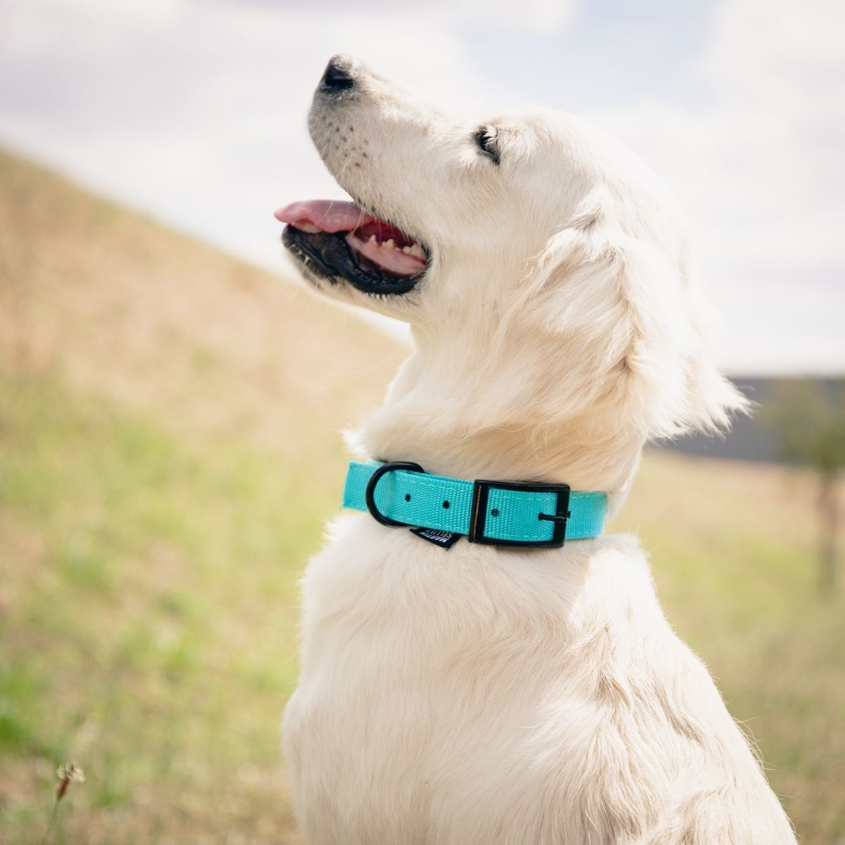 Collier chien MARTIN SELLIER confort 1,6x35cm turquoise