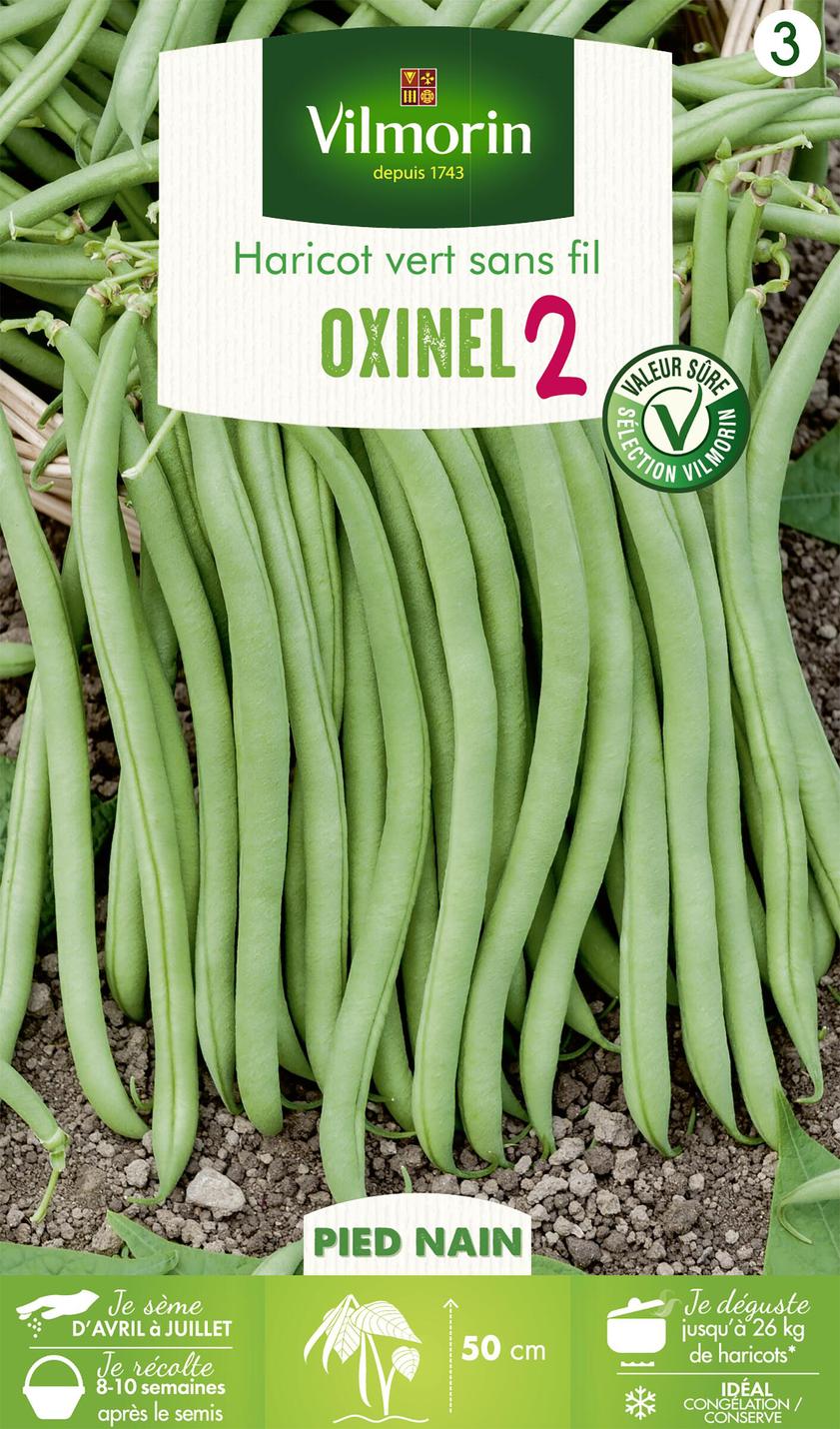 Haricot VILMORIN nain vert sans fil Oxinel 2
