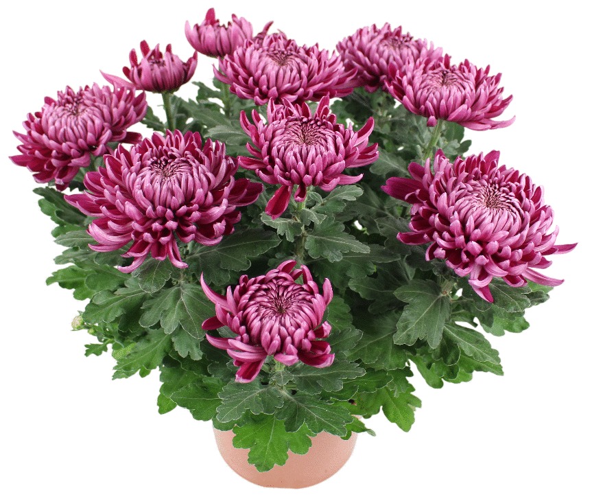 Chrysanthème grosses fleurs dirigé unicolore