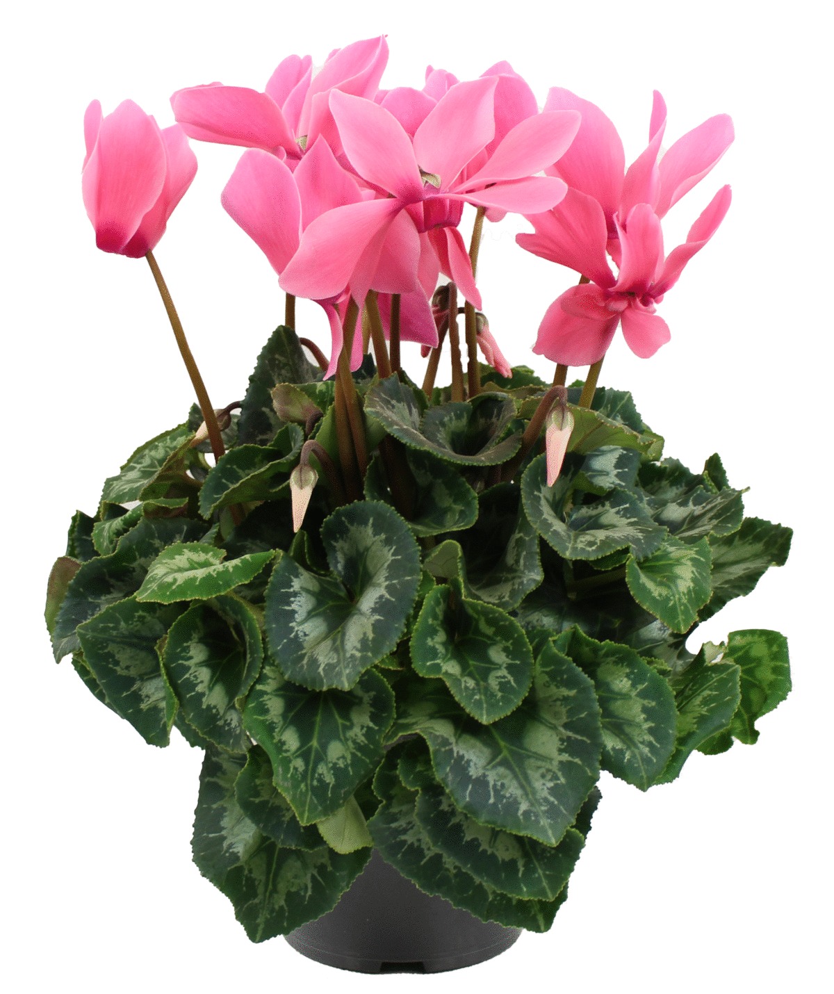 Cyclamen FLEURON D'ANJOU pot 14cm diamètre 25/30cm