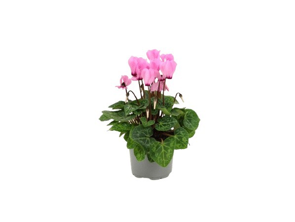 Cyclamen mini varié classique