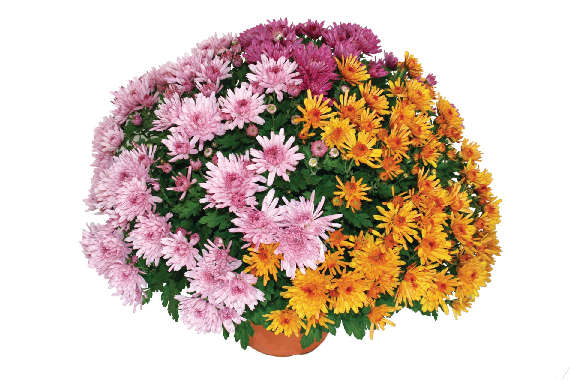 Chrysanthème pompon tricolore