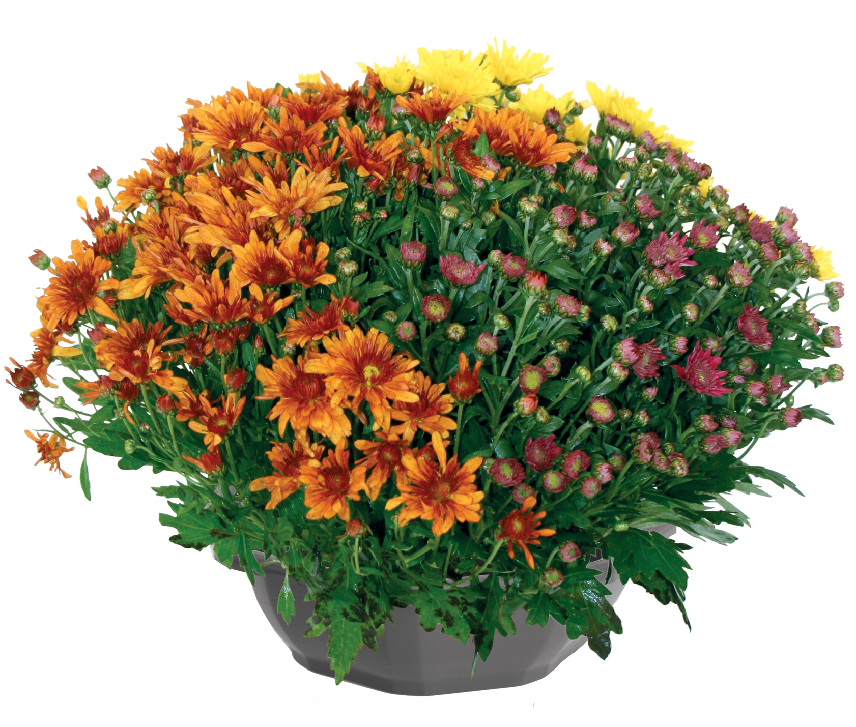 Chrysanthème pompon tricolore