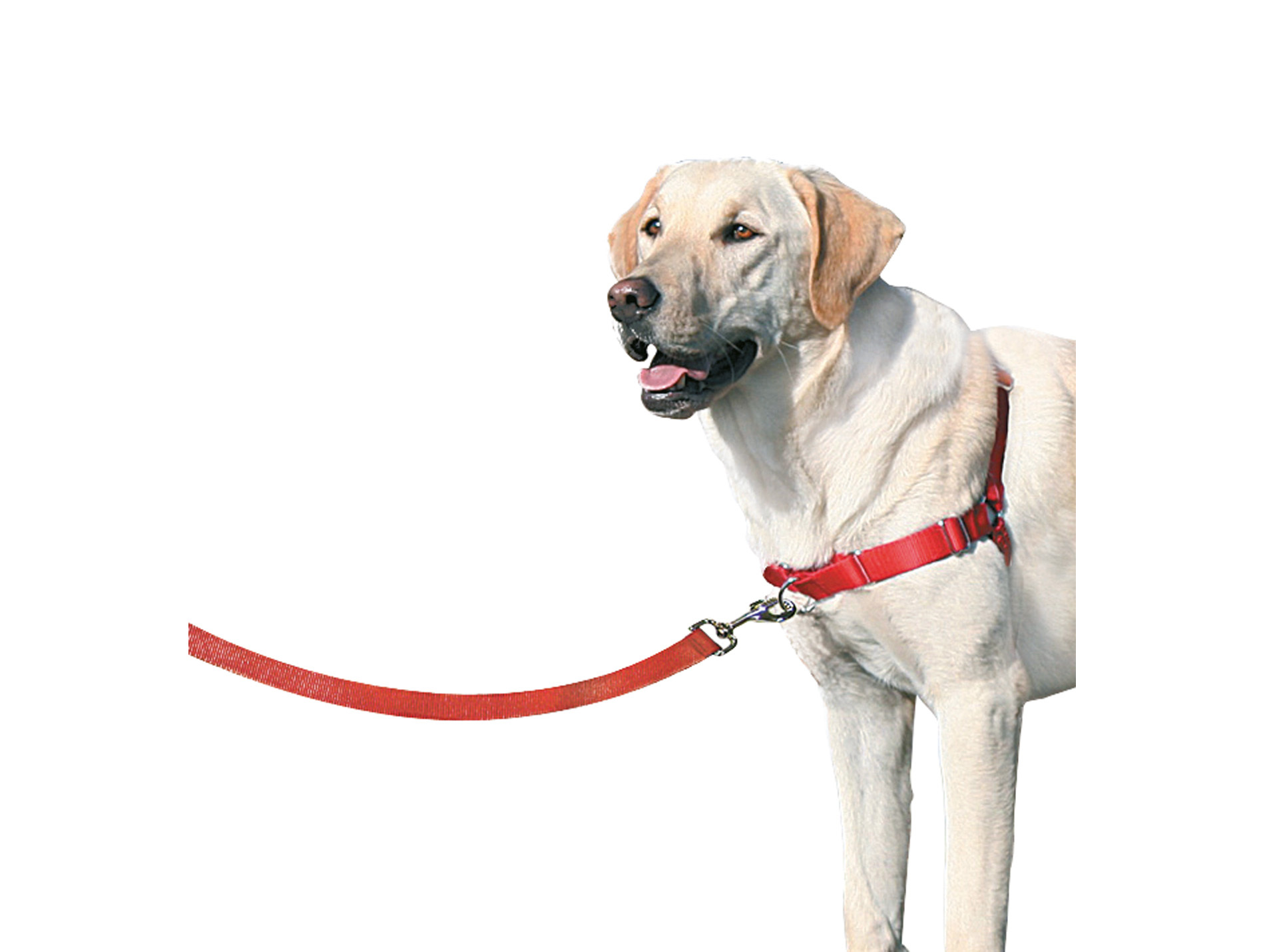 Harnais chien Easy Walk