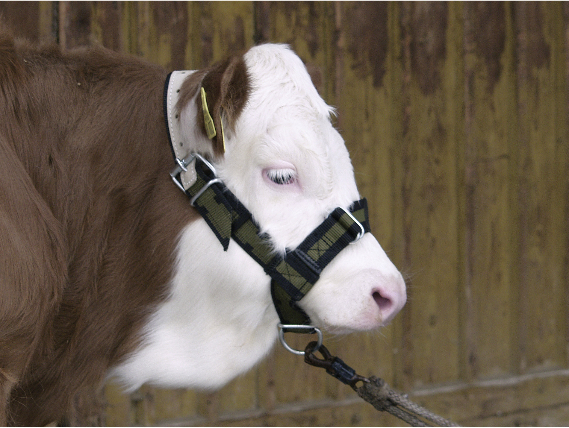 Licol KERBL pour veau vert et noir