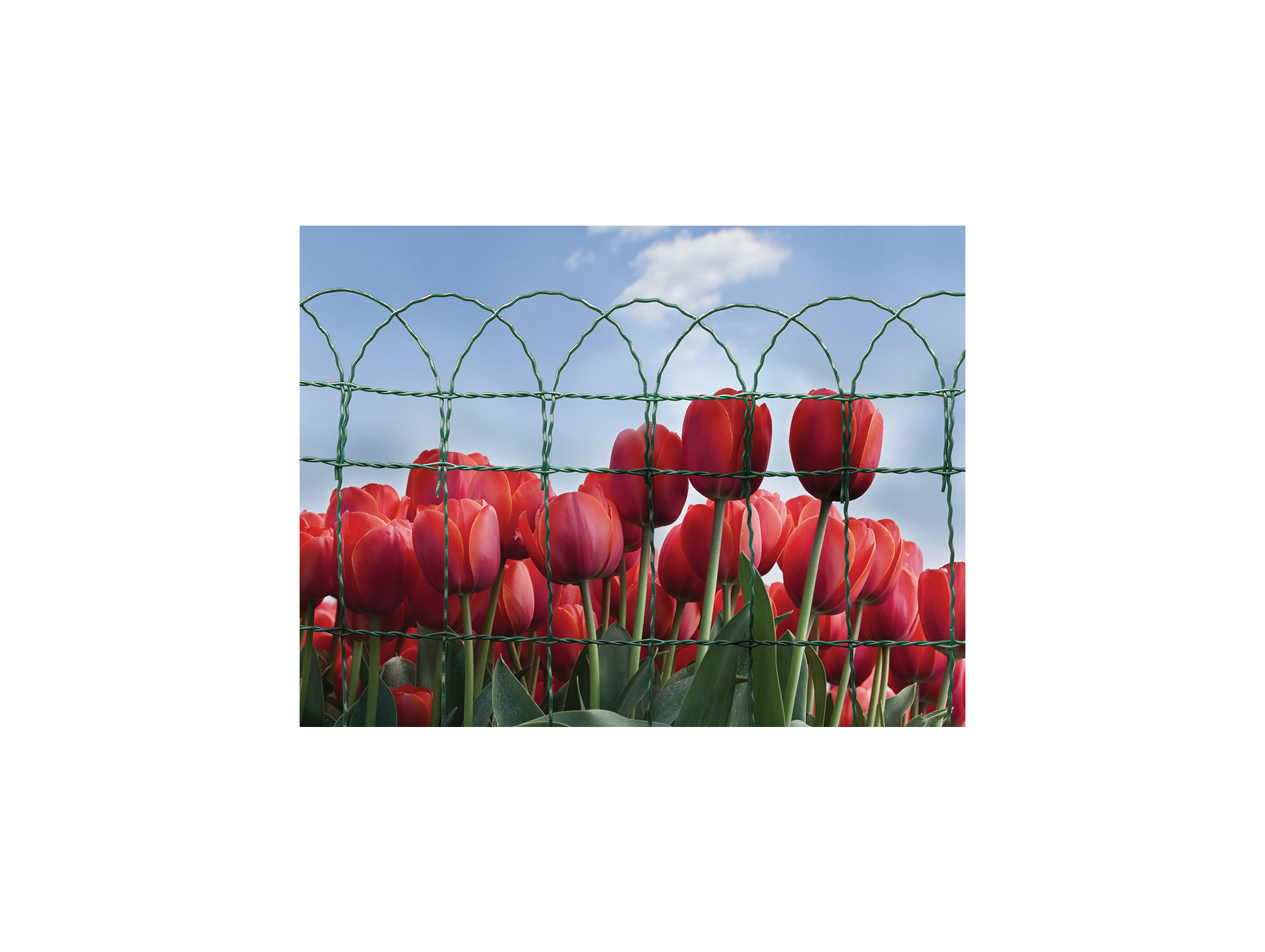 Bordure Floritor H.65cm L.10m vert