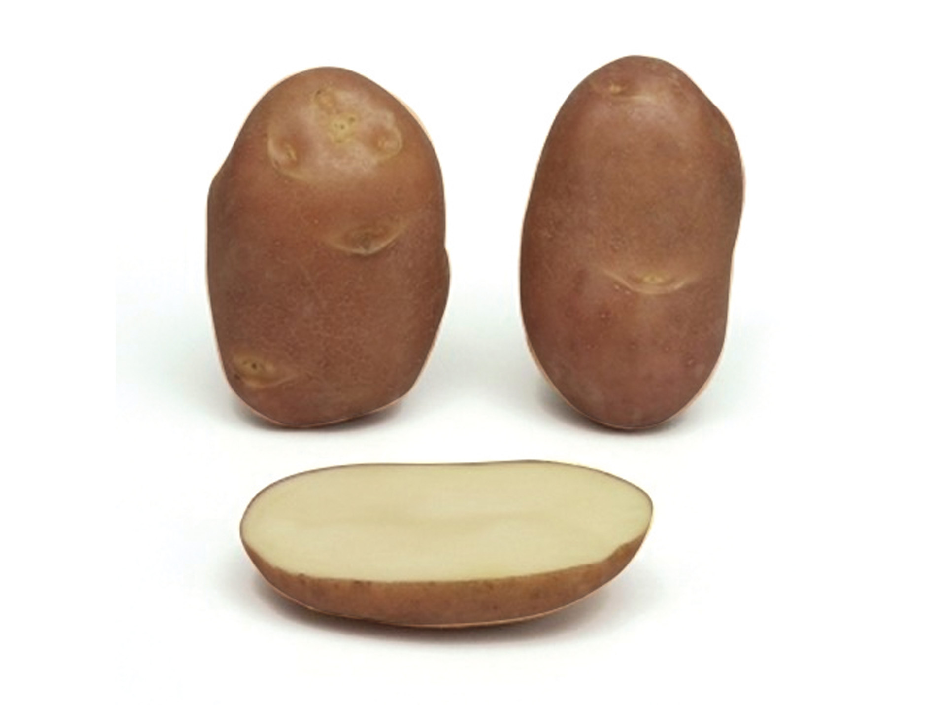 Plants de pommes de terre Yona 35/45 3kg