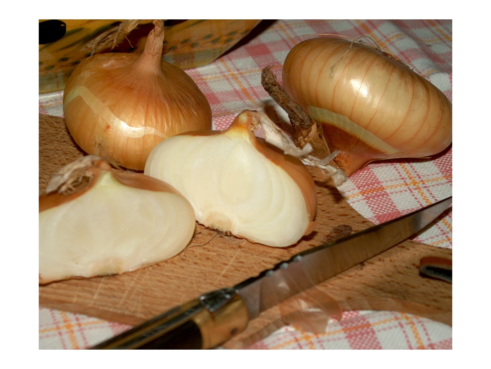 Bulbes d'oignon jaune paille Vertus 500g
