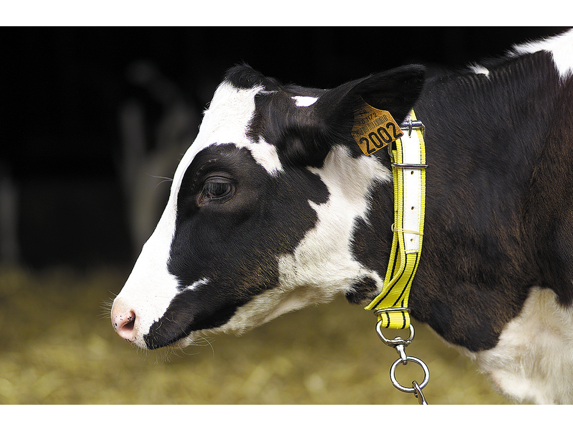 Collier nylon KAMER veau jaune noir + touret