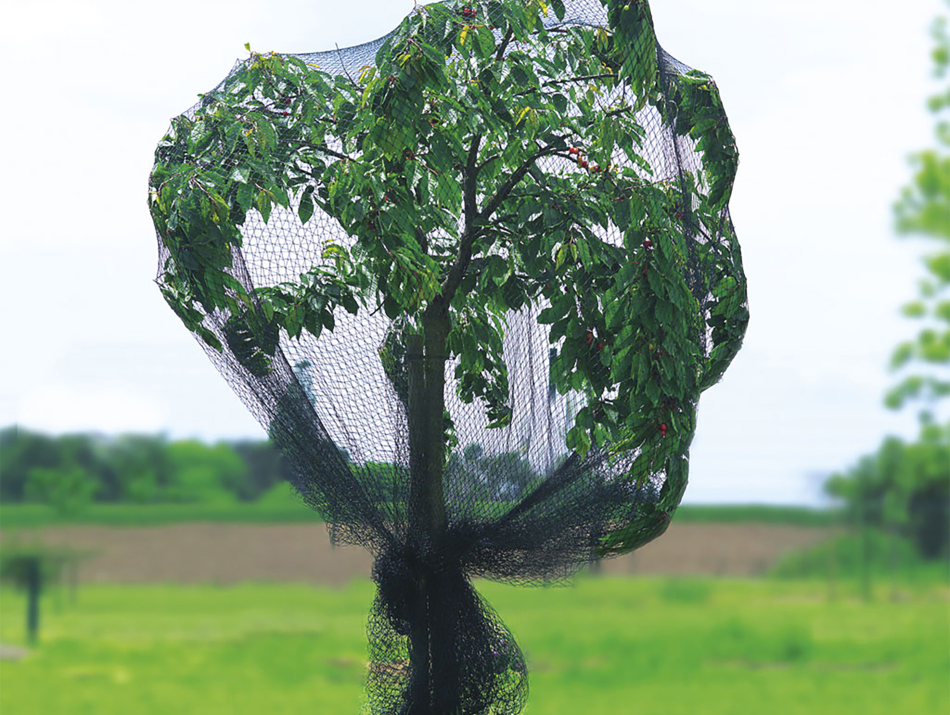 Filet de protection anti-oiseaux renforcé Pronet 6x5m