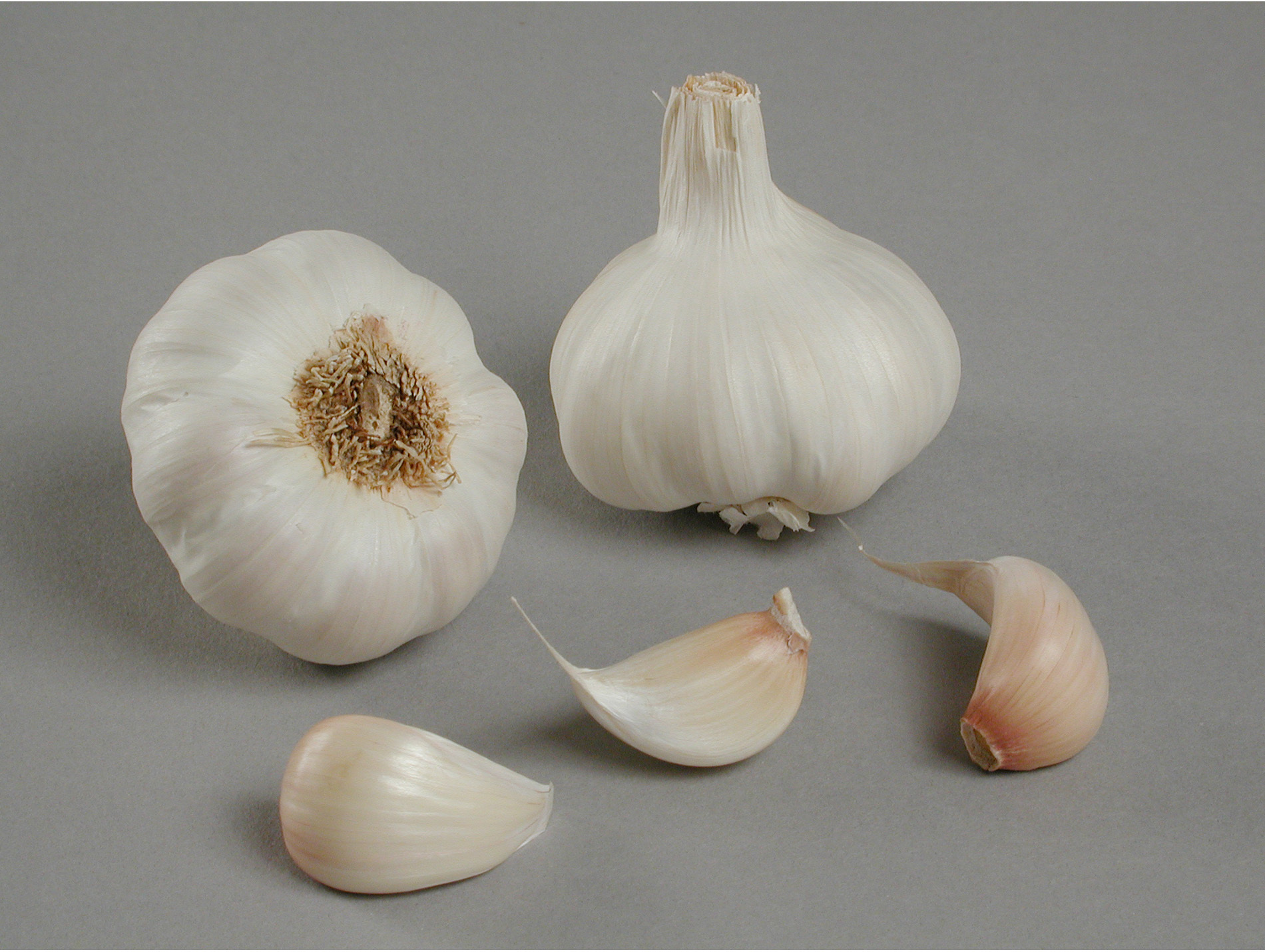 Semences ail rose cristo +55 20kg