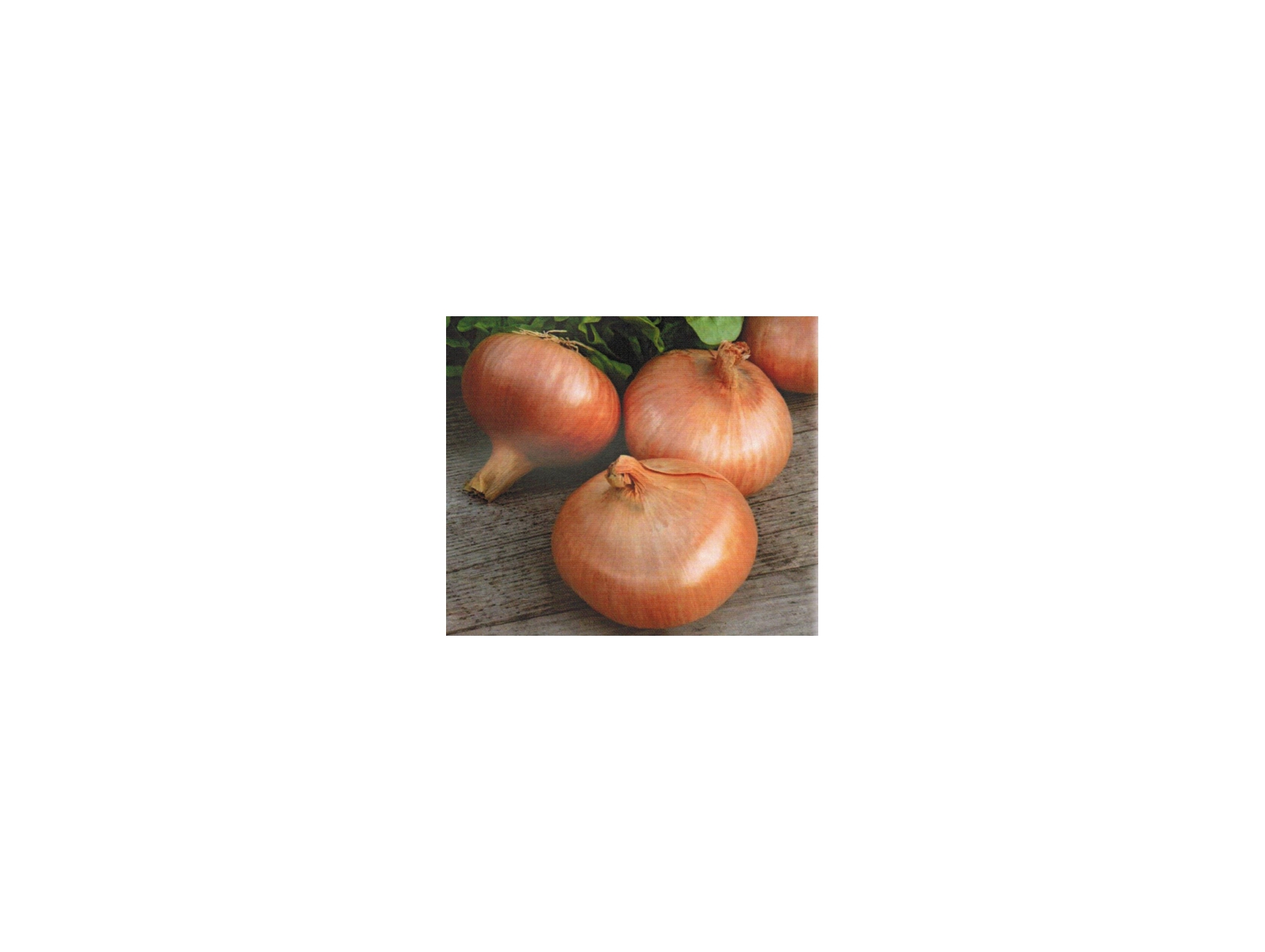 Bulbes d'oignon Stuttgarter Reisen 25kg