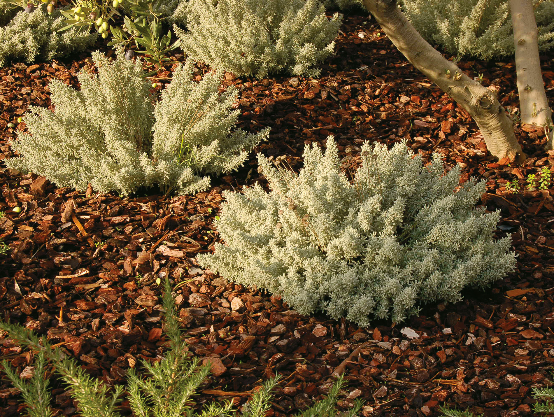 Ecorces de pin maritime SOLEM  24/40 50L