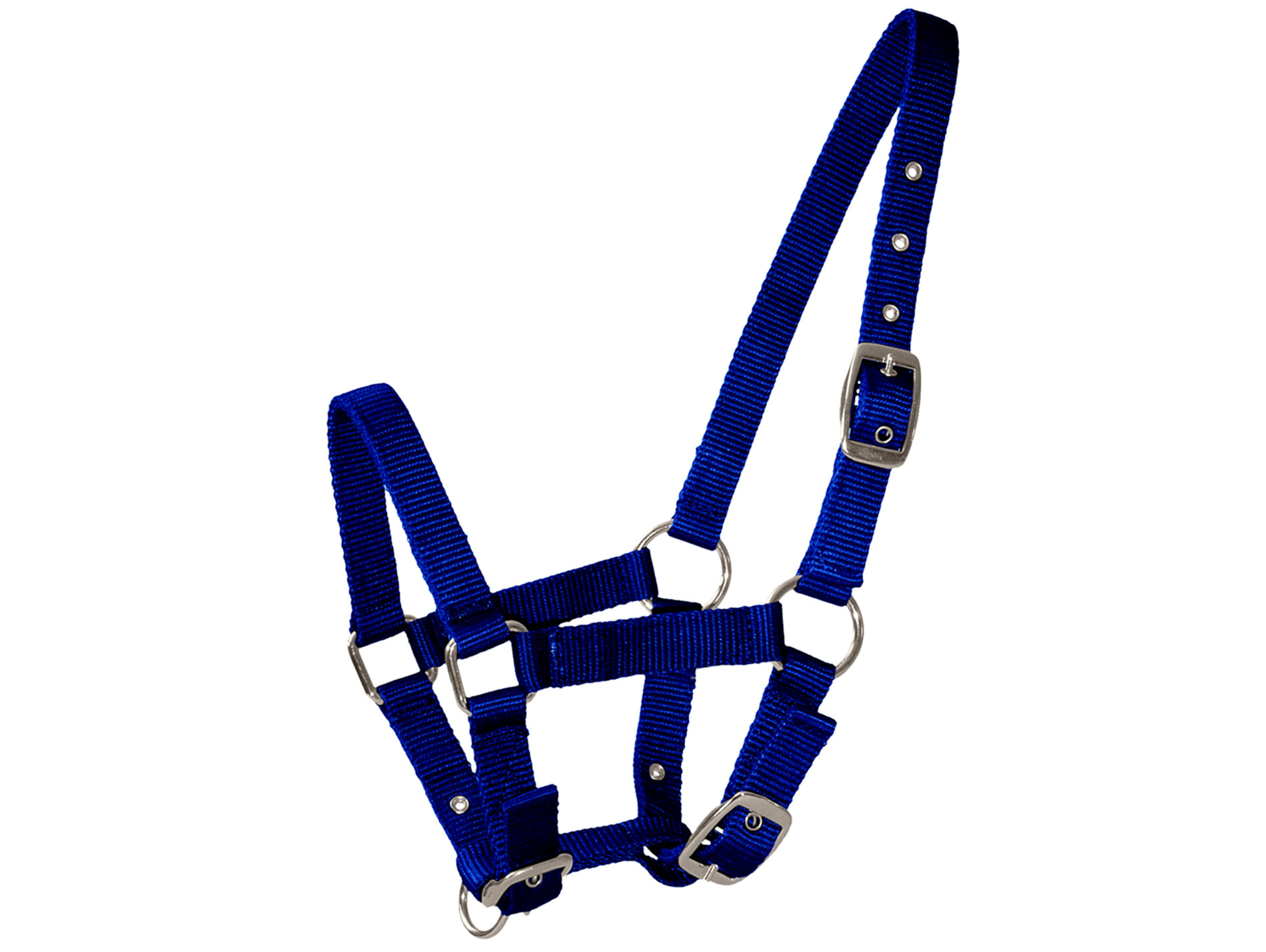 Licol poulain navy
