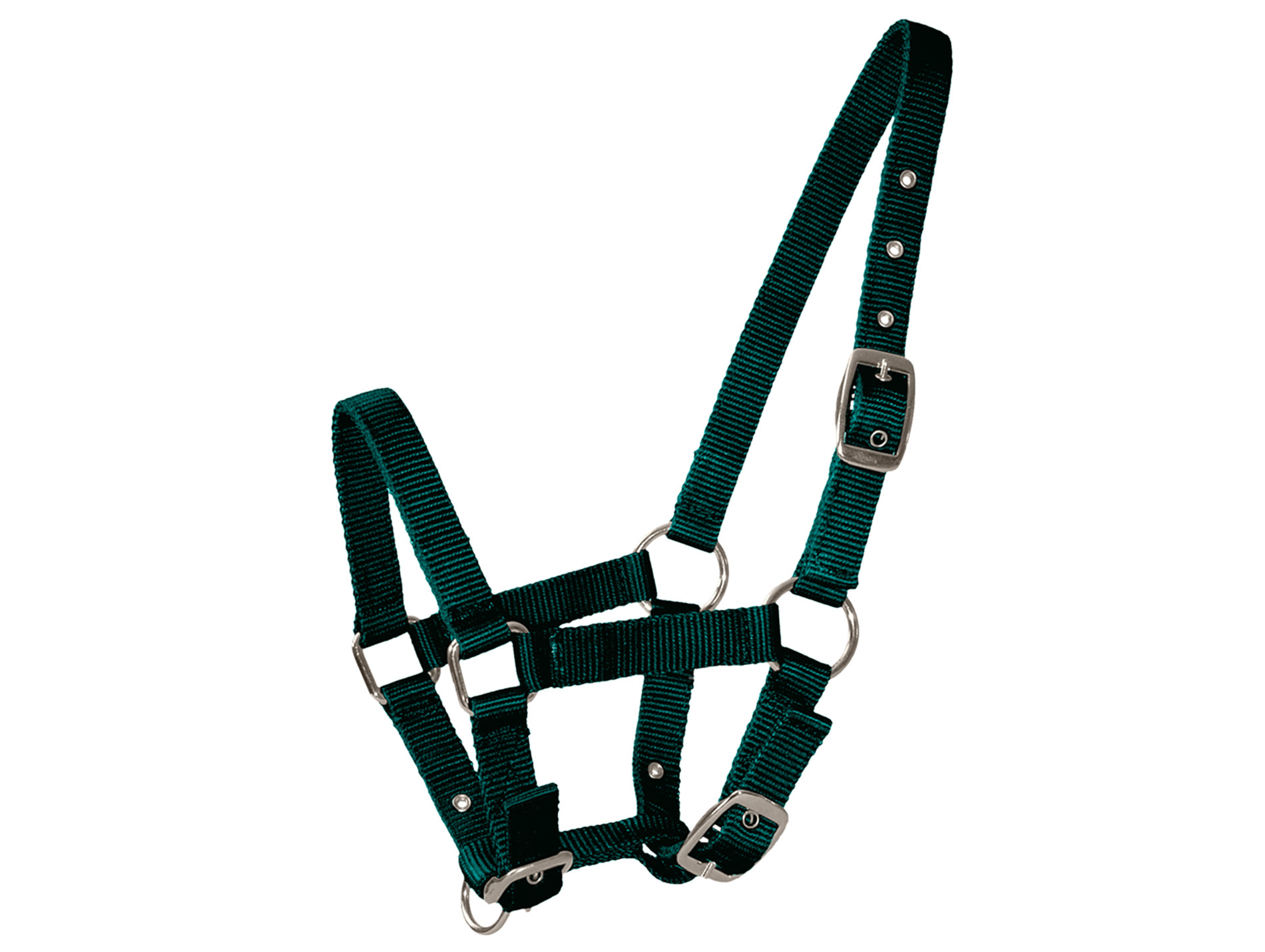Licol poulain vert
