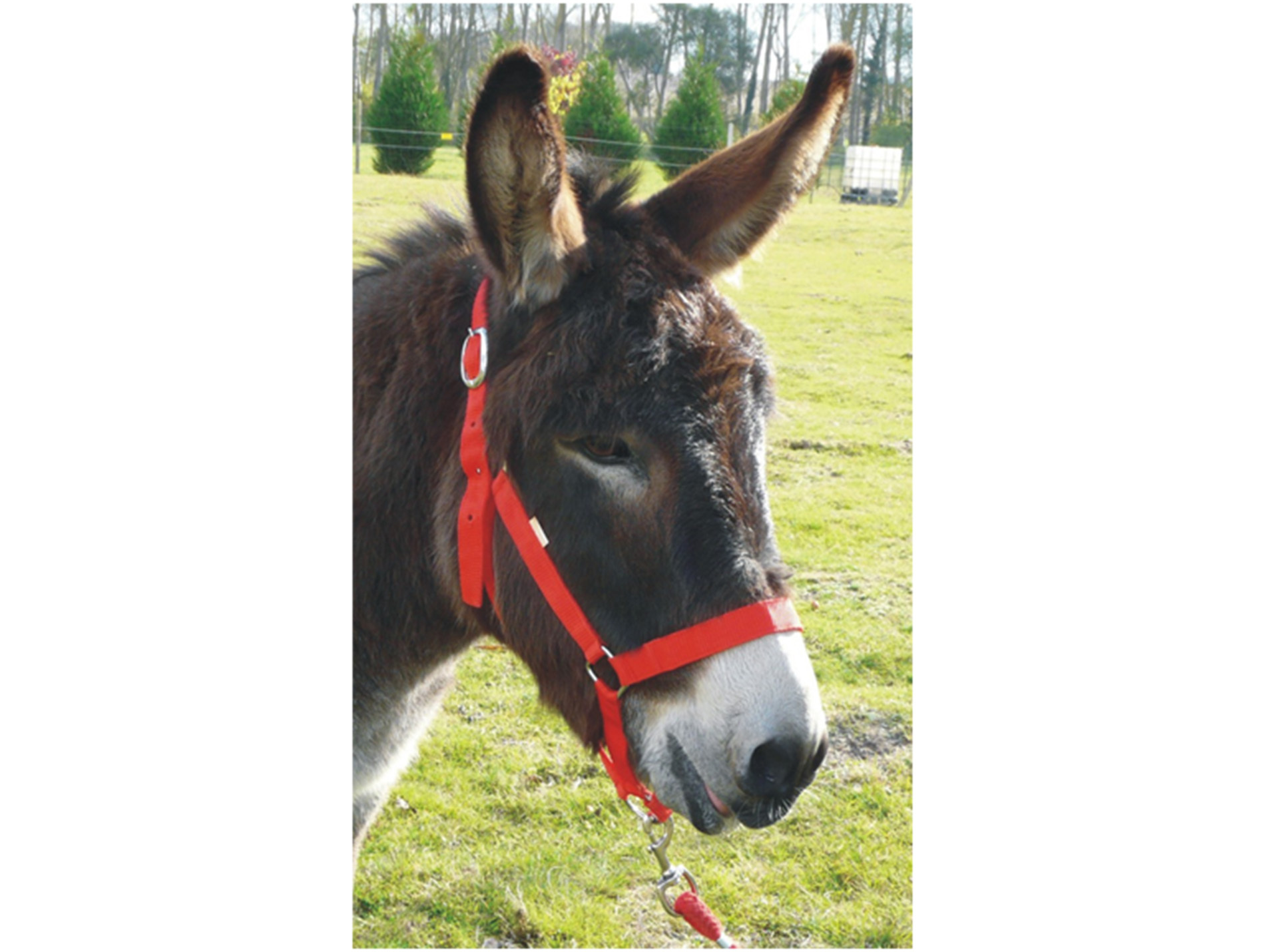 Licol Eco cheval en nylon rouge