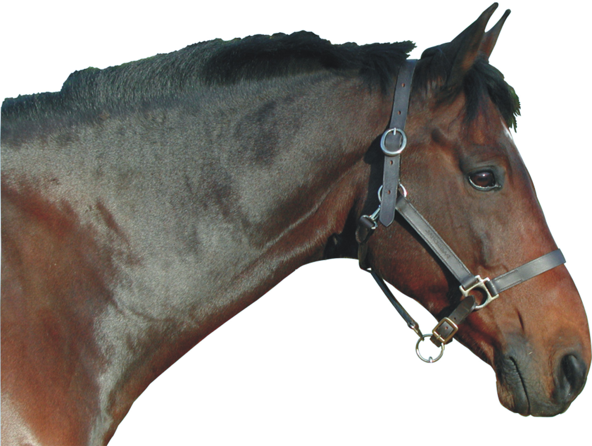 Licol cuir huile cheval