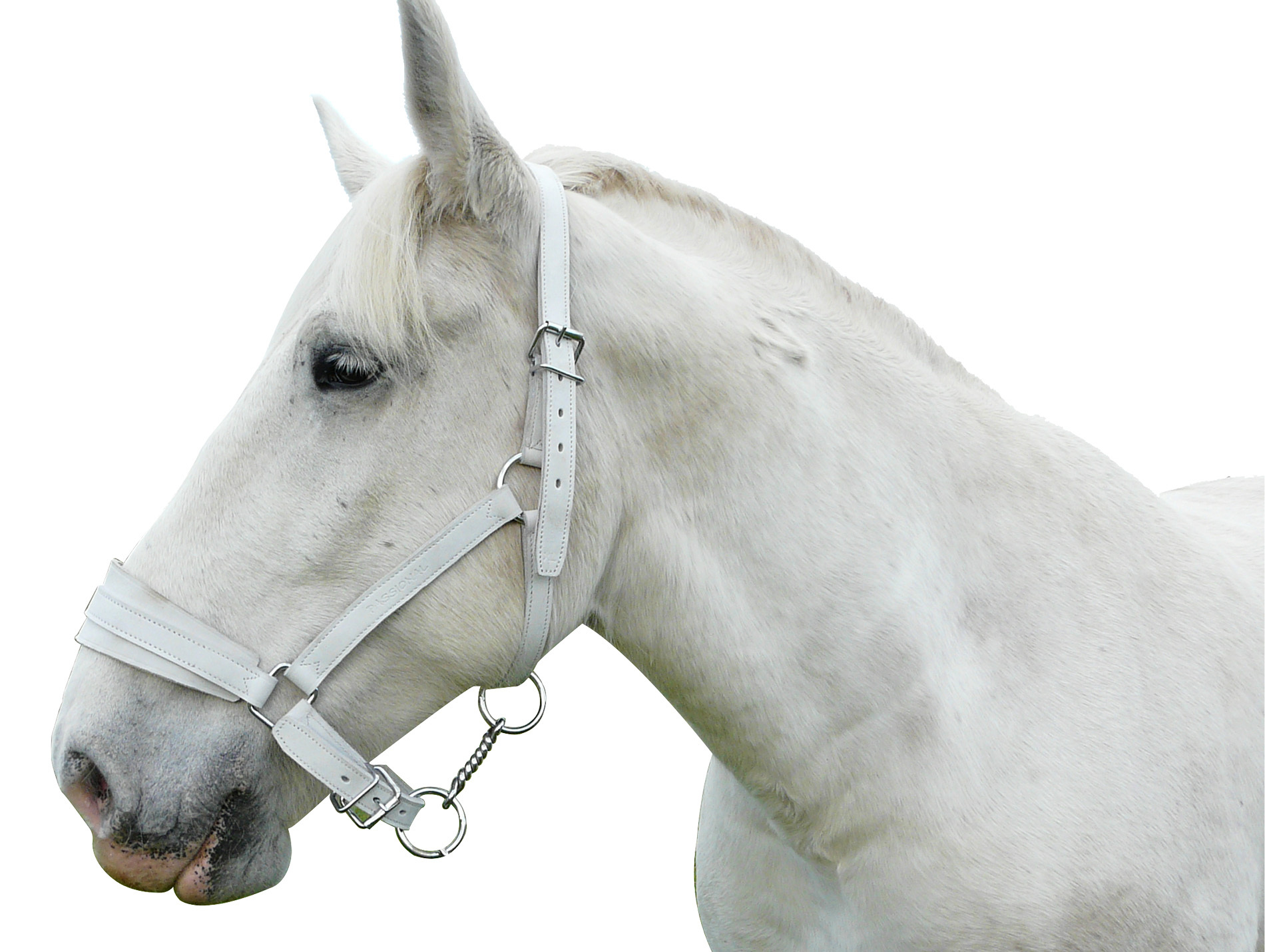 Licol cuir chrome cheval de trait