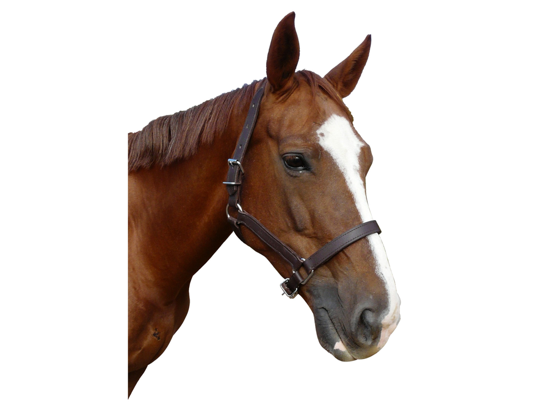 Licol cuir chrome double poney
