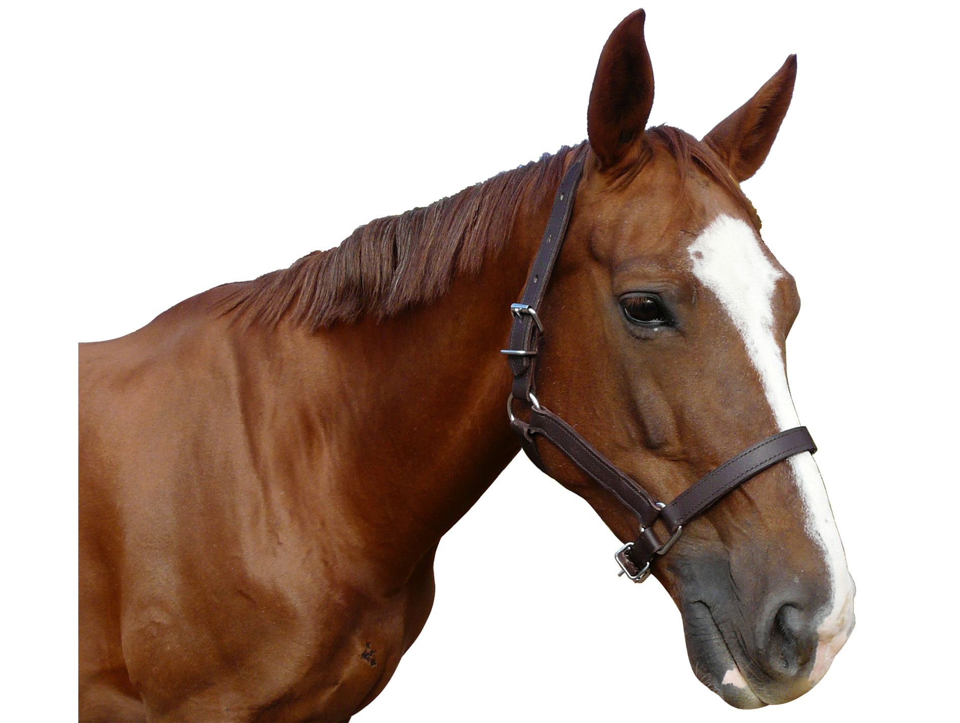 Licol cuir chrome cheval