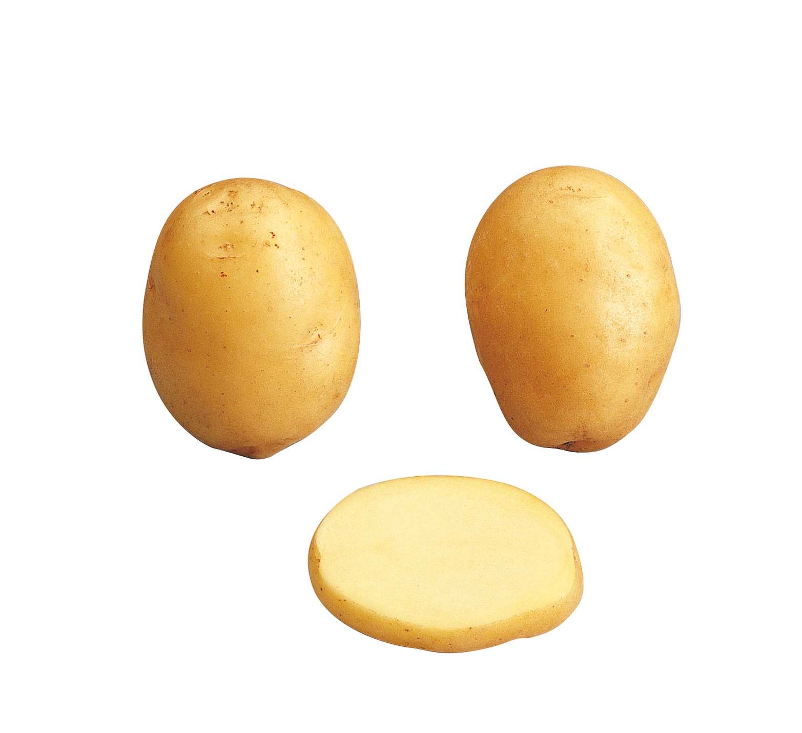 Plants de pommes de terre Agata 28/35 1,5kg
