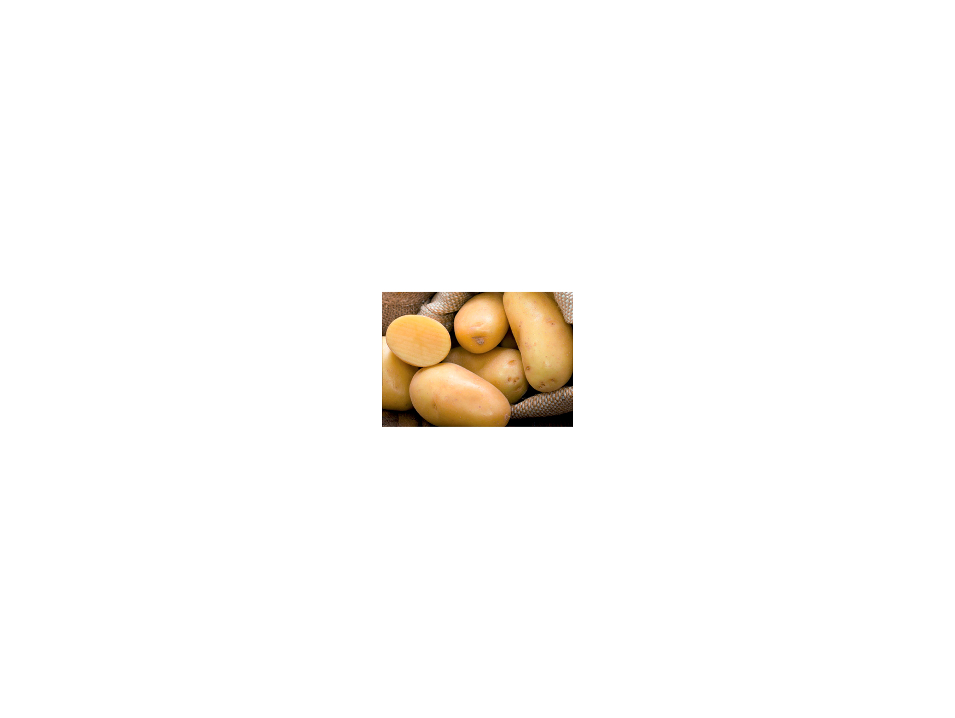 Plants de pommes de terre Michelle 28/35 1,5kg + 500g OFFERTS