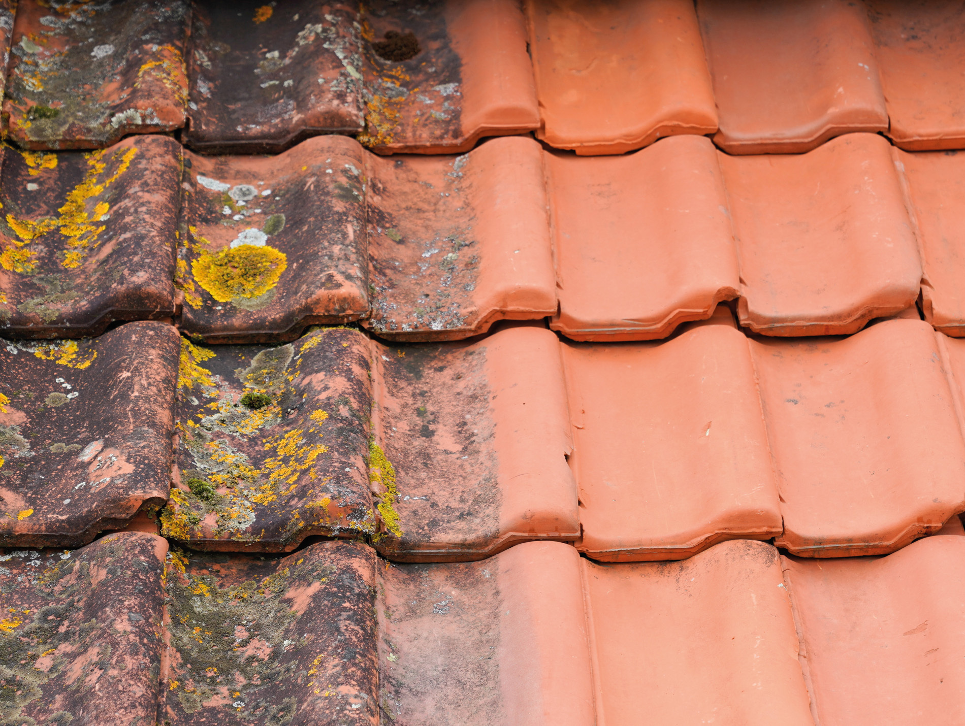 Traitement ALGIMOUSS extérieur de la maison 20L