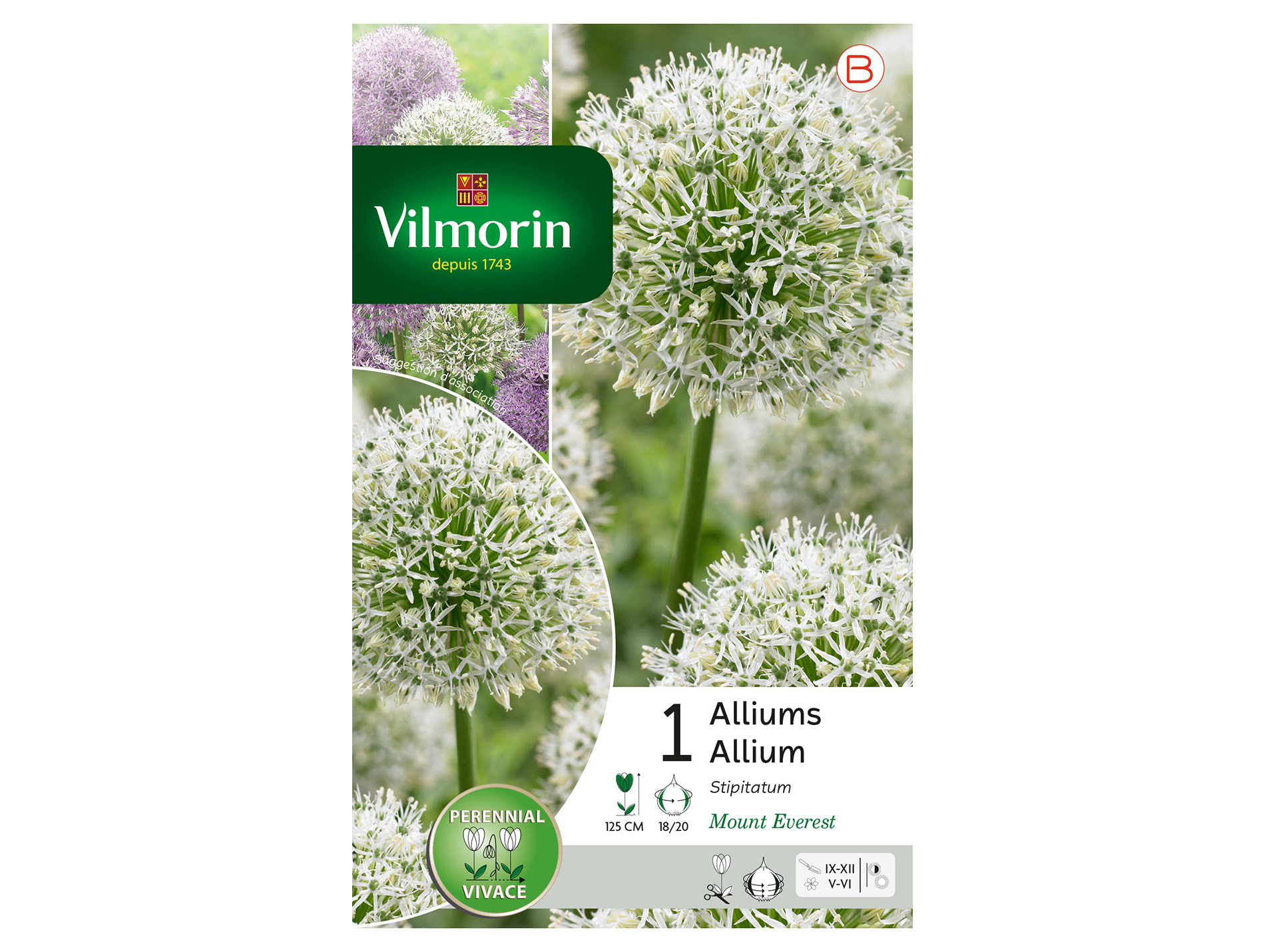 Bulbes VILMORIN allium Mount Everest x1